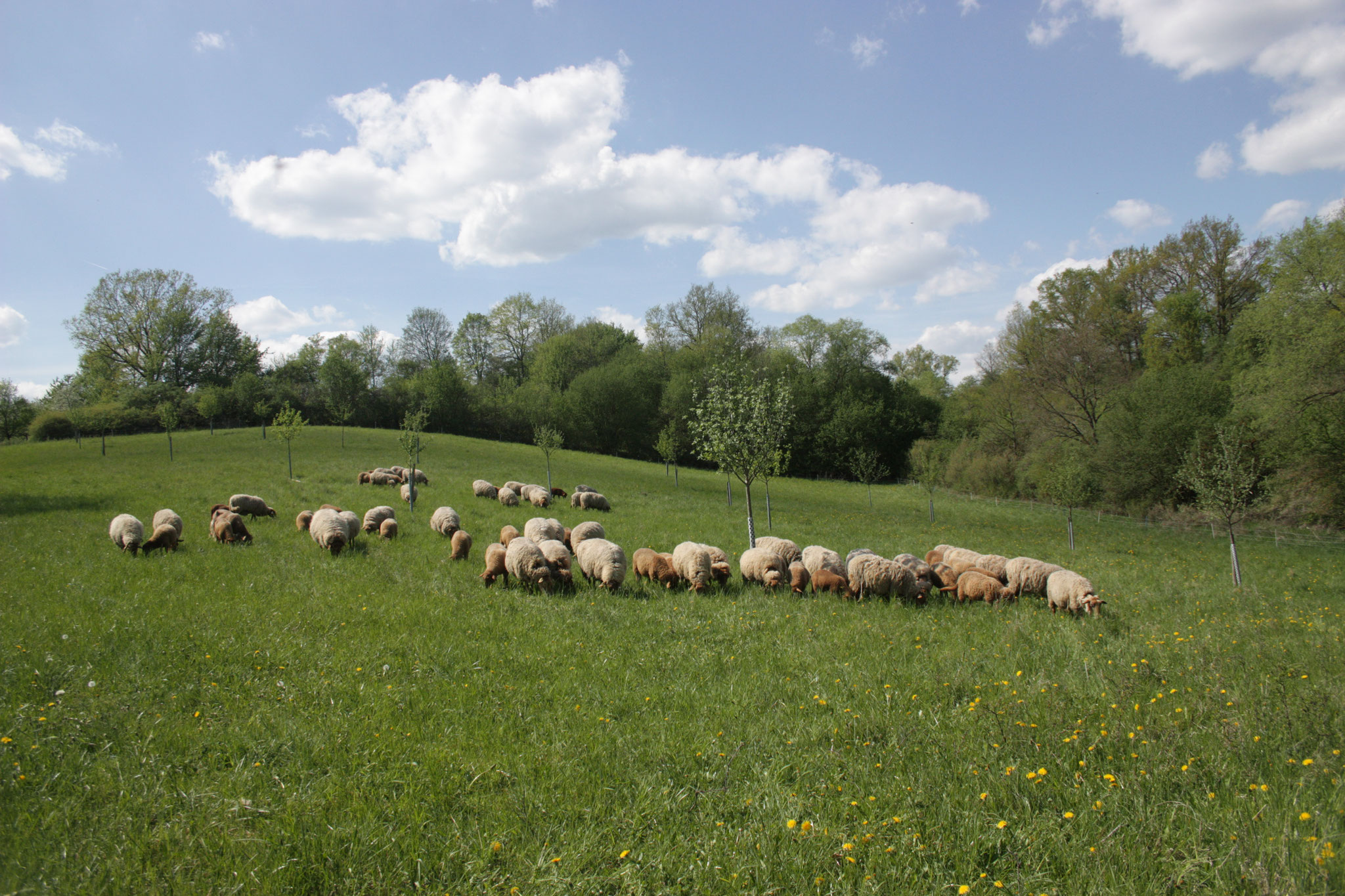 Extensive Landschaftspflege auf den trockenen Hängen mit heimischen Coburger Fuchsschafen. (c) Alex Ulmer