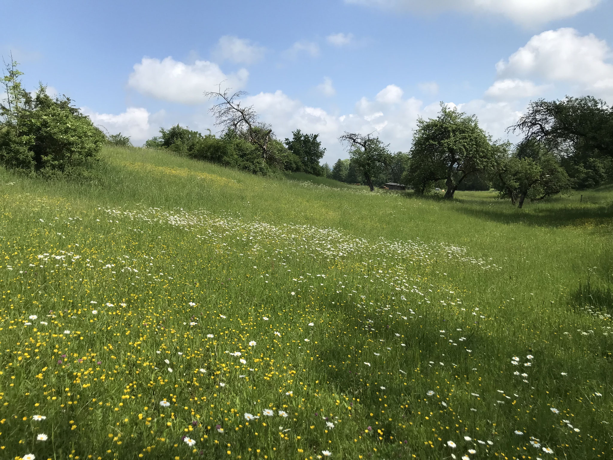 Streuobstweide Gauerstadt (Foto: Gerhard Hübner)