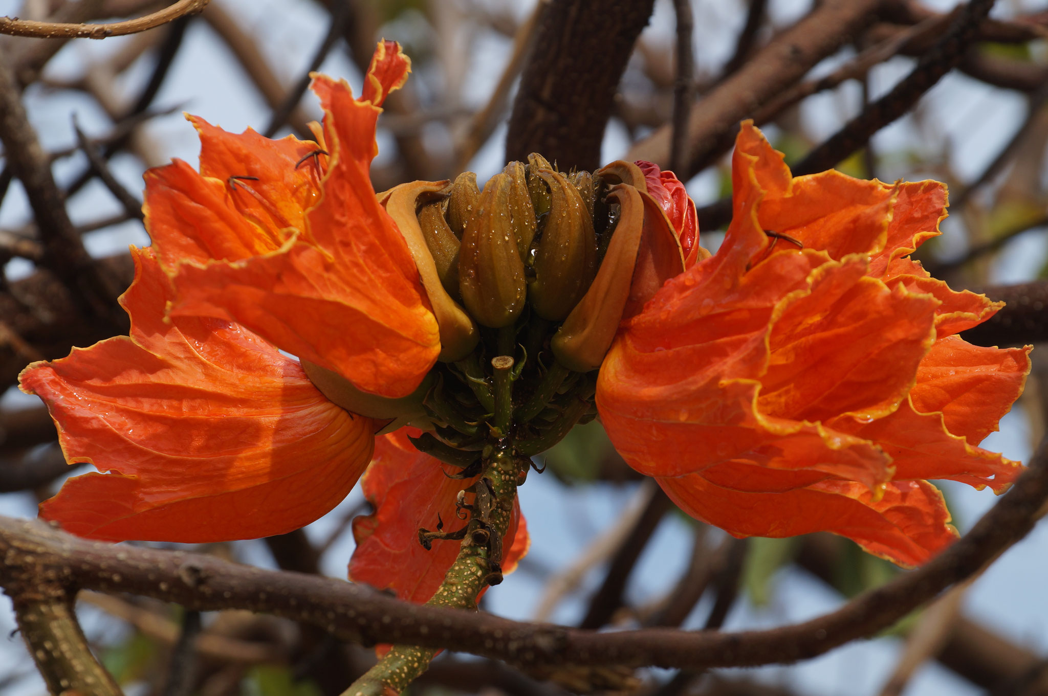 Tulpenbaum, Madeira
