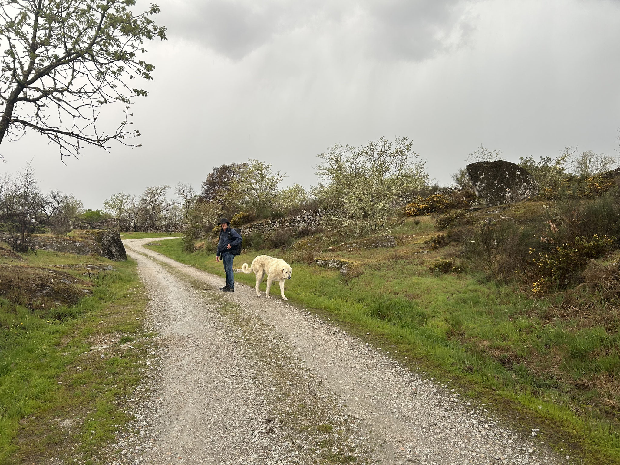 Hund, groß, gefährlich aber friedlich