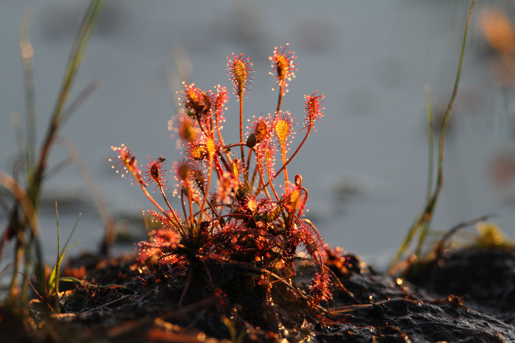 Der Mittlere Sonnentau fühlt sich in feuchten Senken im Everstenmoor wohl. - Foto: Christoph Moning