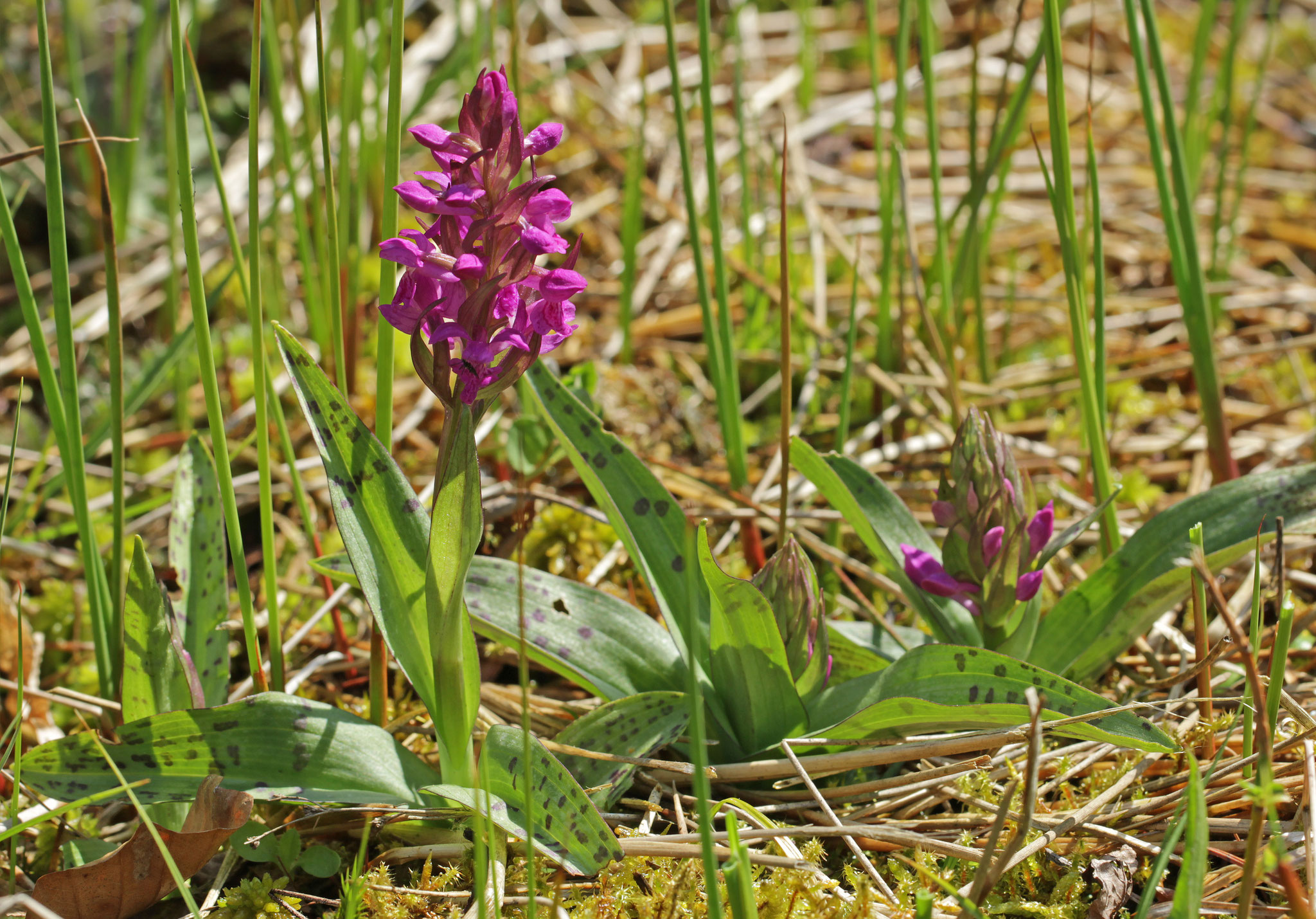 Orchideen im Hasbruch - Foto: ÖNSOL/ C. Heinecke
