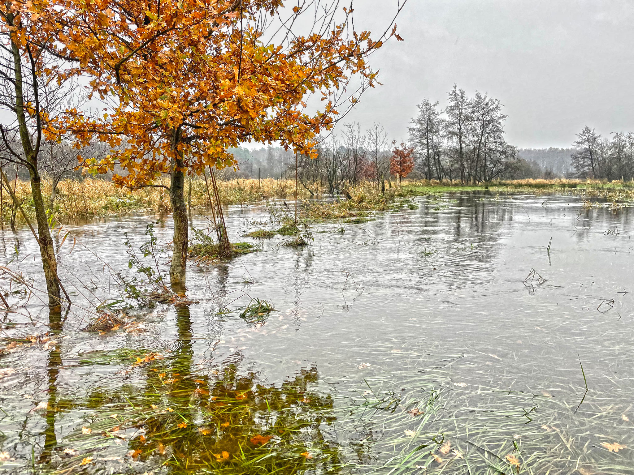 Im November 2023 tritt das Wasser der Delme über die Ufer - Foto: ÖNSOL/C. Heinecke