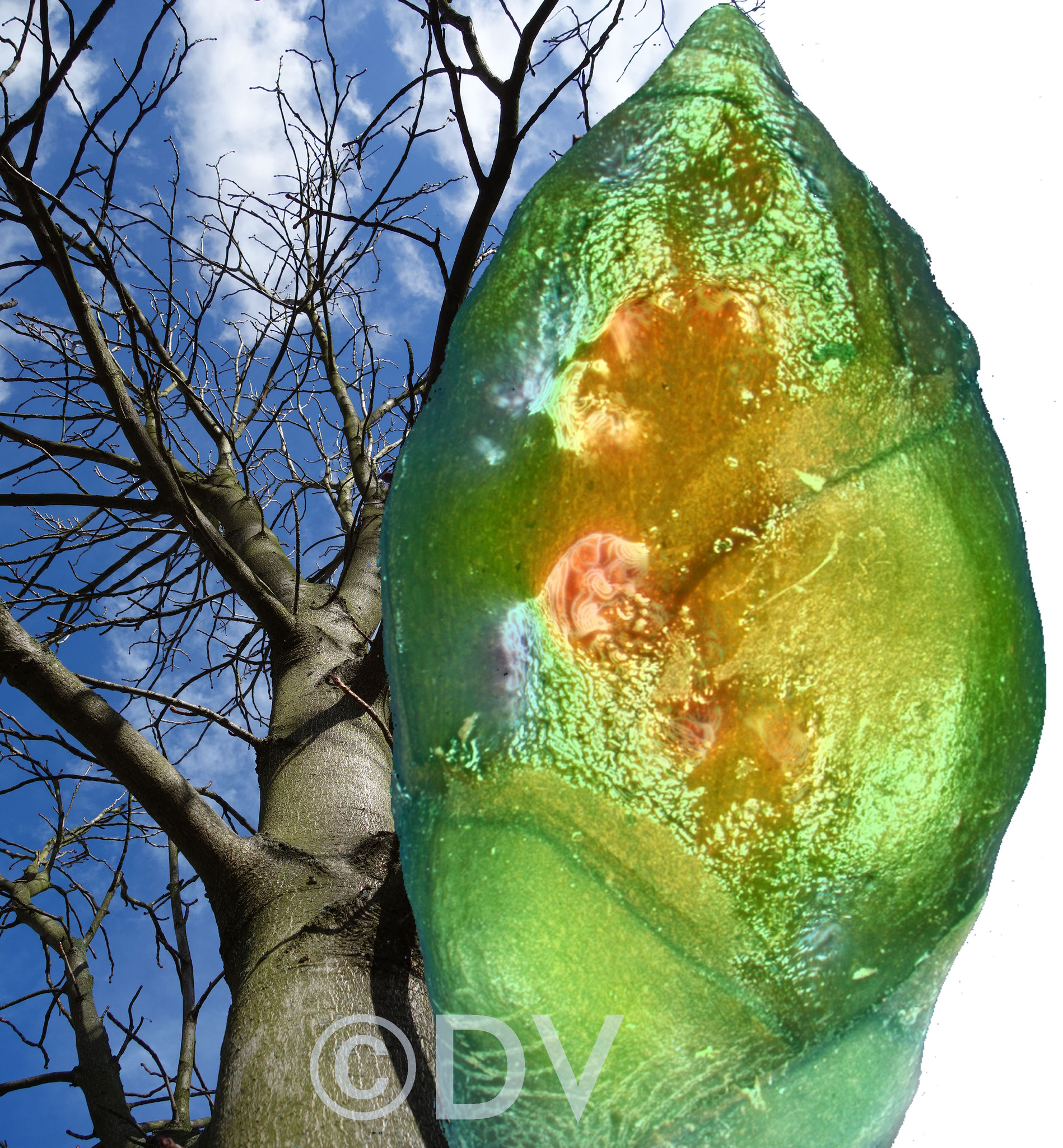 Horse-chestnut trees have glistening buds covered with an adhesive secretion. ©DV2020