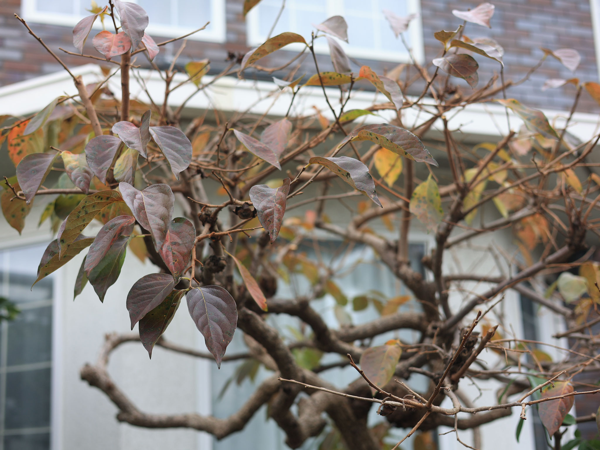Persimmon tree in Autumn