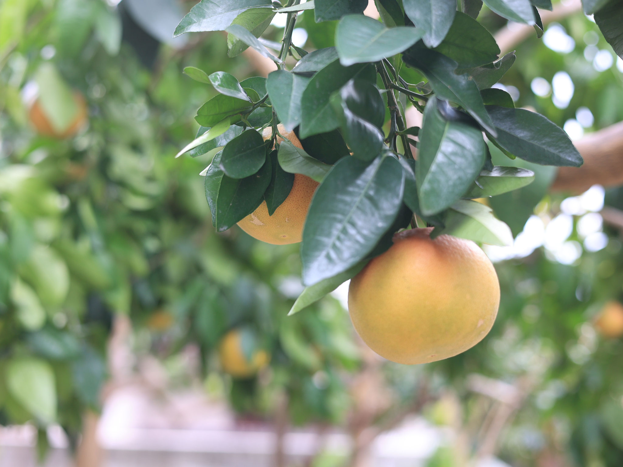 Grapefruits