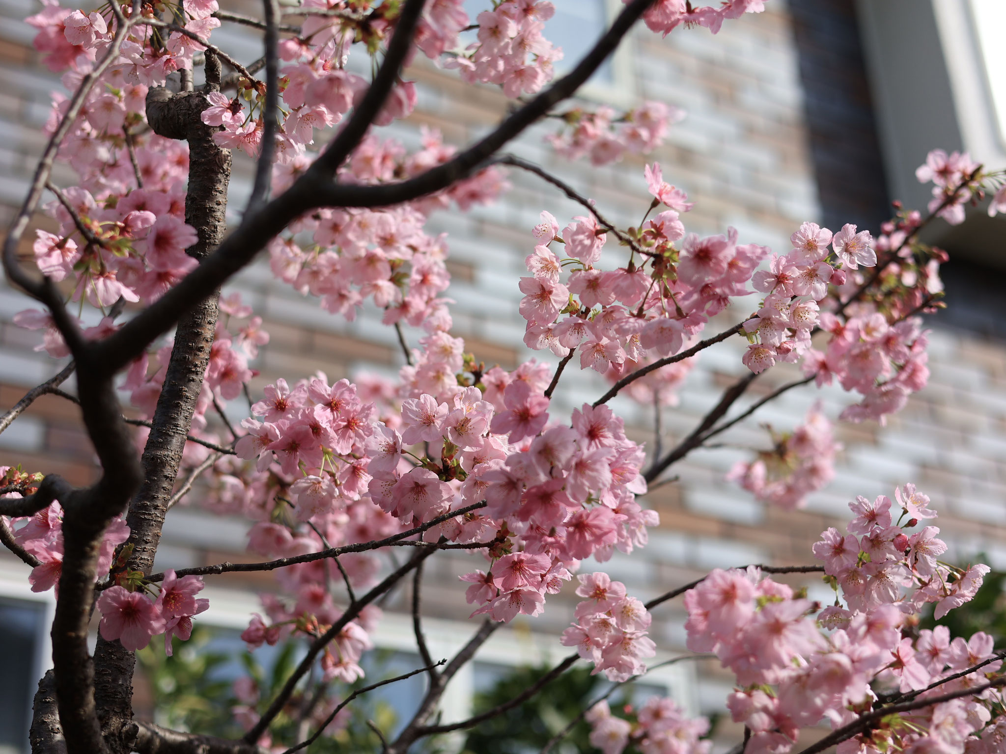 Double-flowered cherry