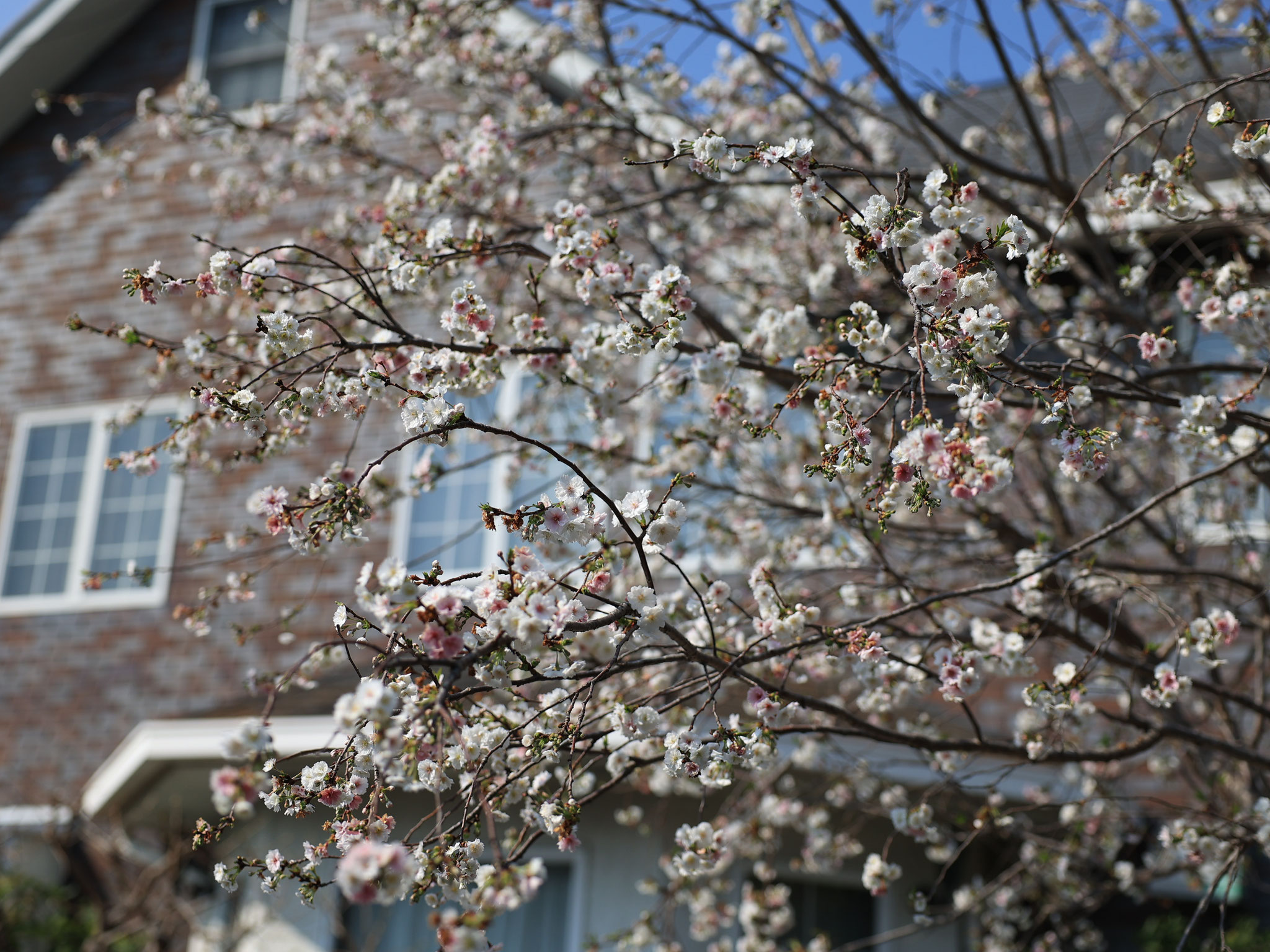 Winter cherry