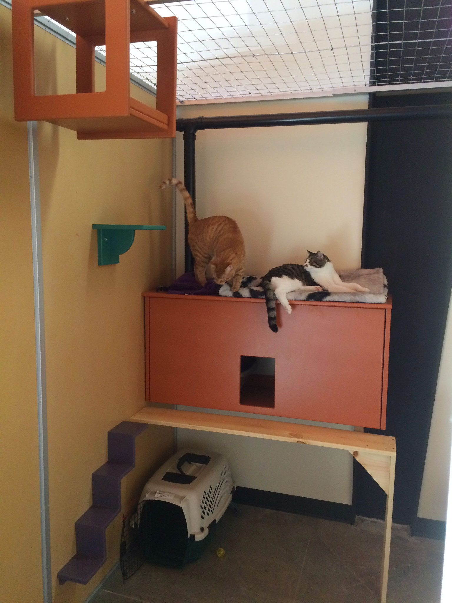Boarding For Cats Colorado Springs Pet Hotel Catagonia