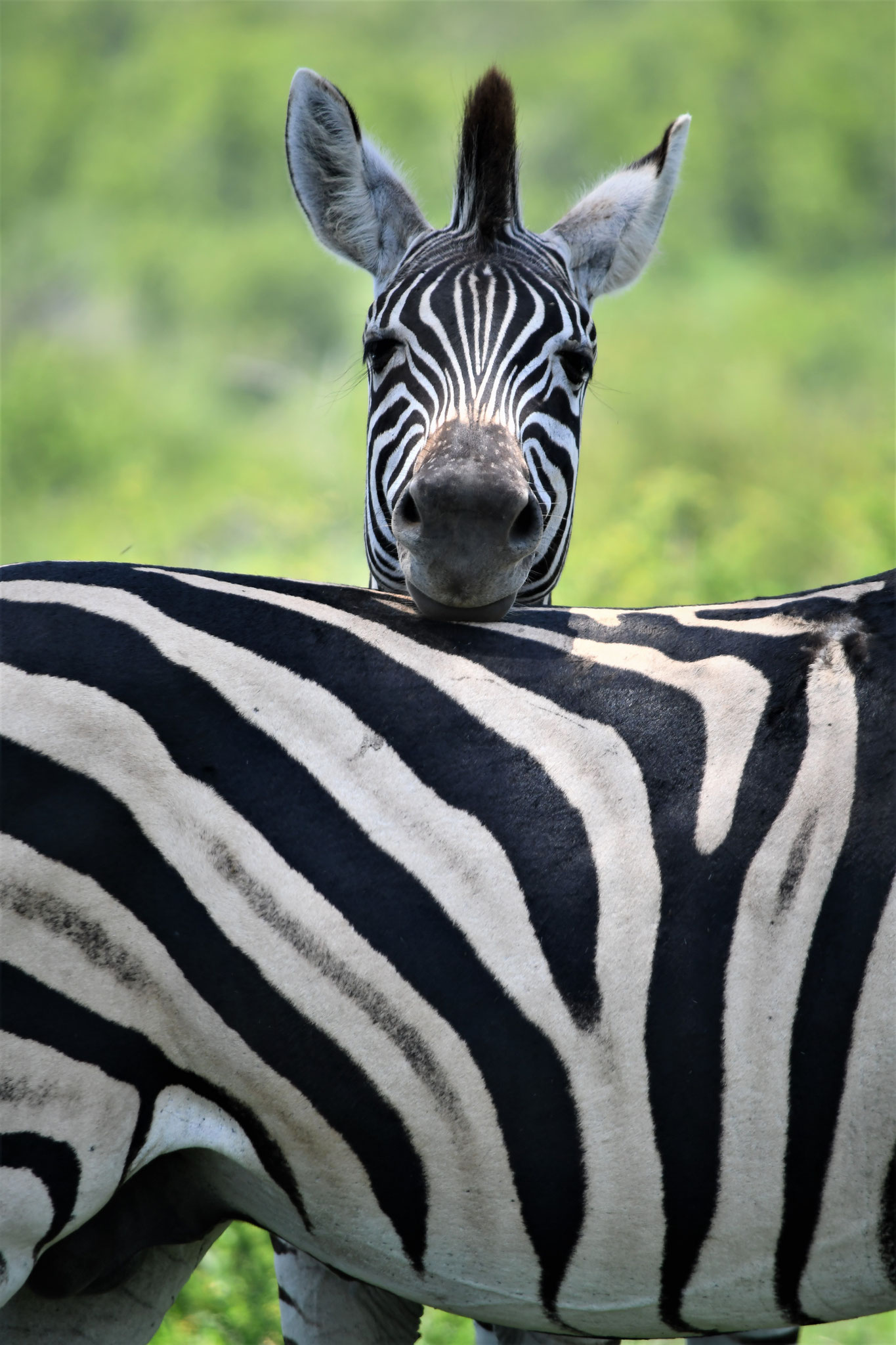WILDLIFE | Zebras at Kruger National Park, South Africa, Südafrika
