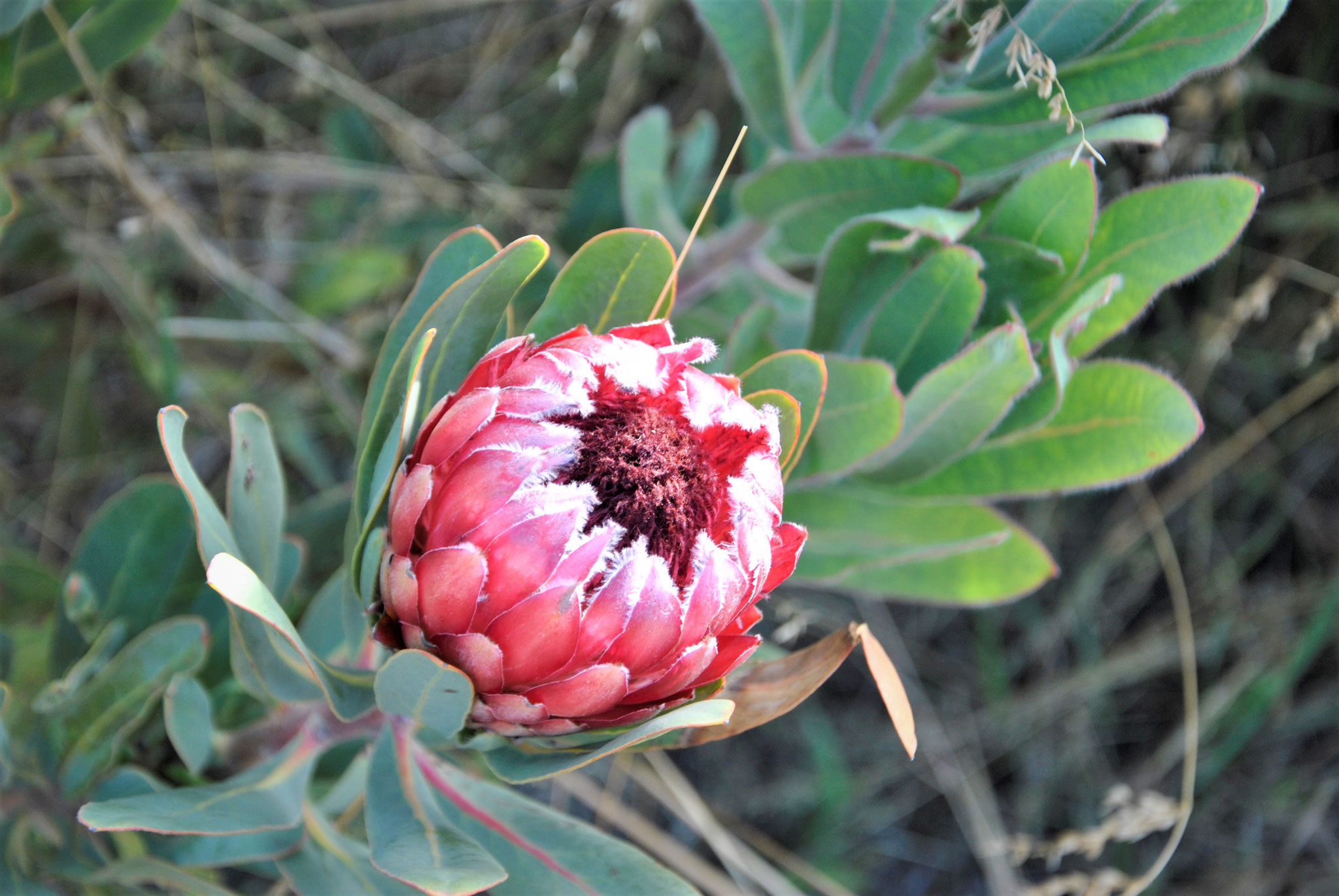 FLORA | Protea, South African National Flower, Südafrikanische Nationalblume