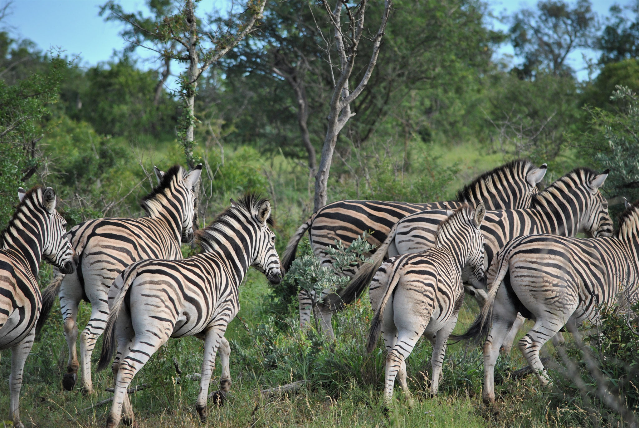 WILDLIFE | Zebras at Kruger National Park, Mpumalanga, South Africa, Südafrika