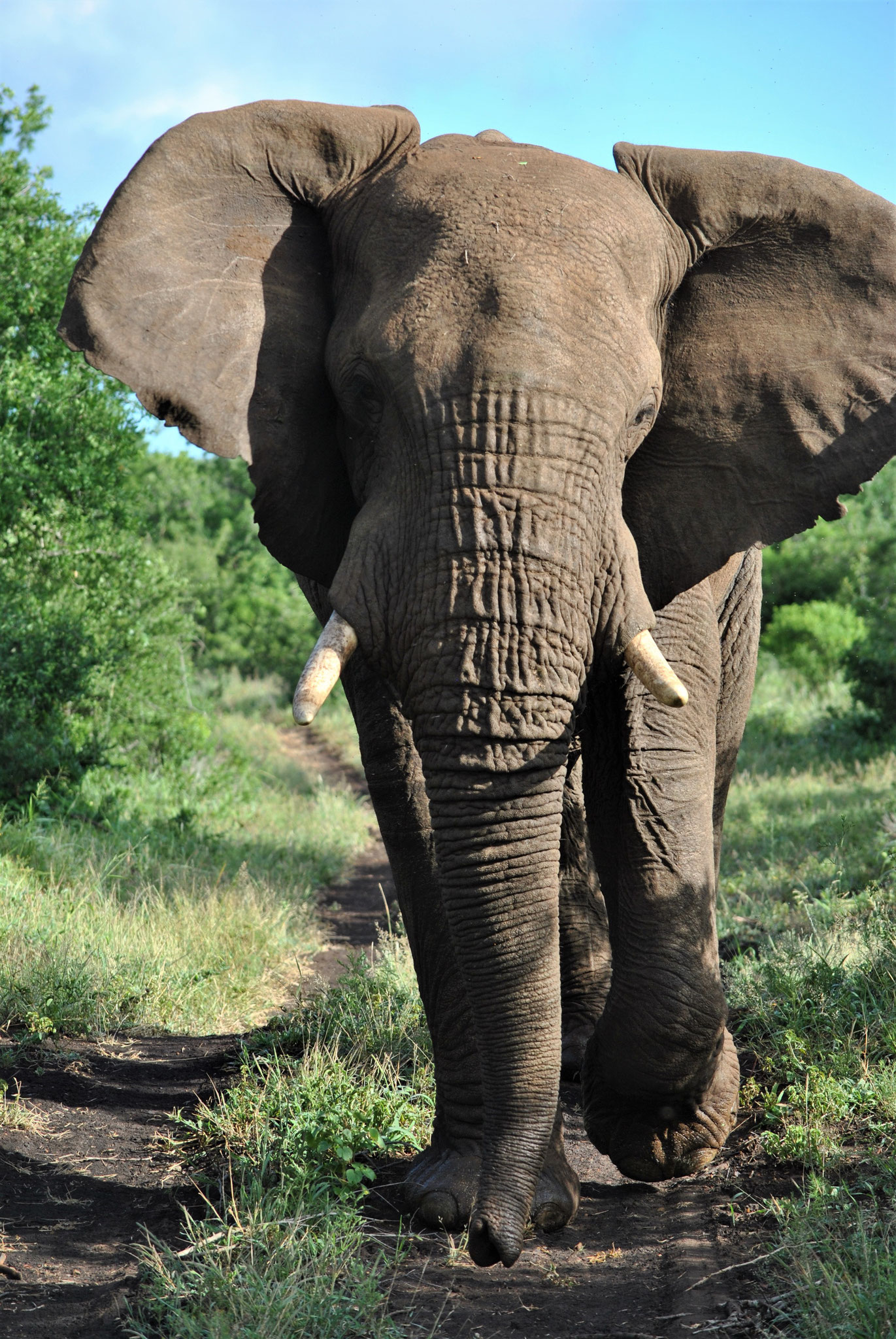 WILDLIFE | Elephantbull at Kruger National Park, South Africa, Südafrika