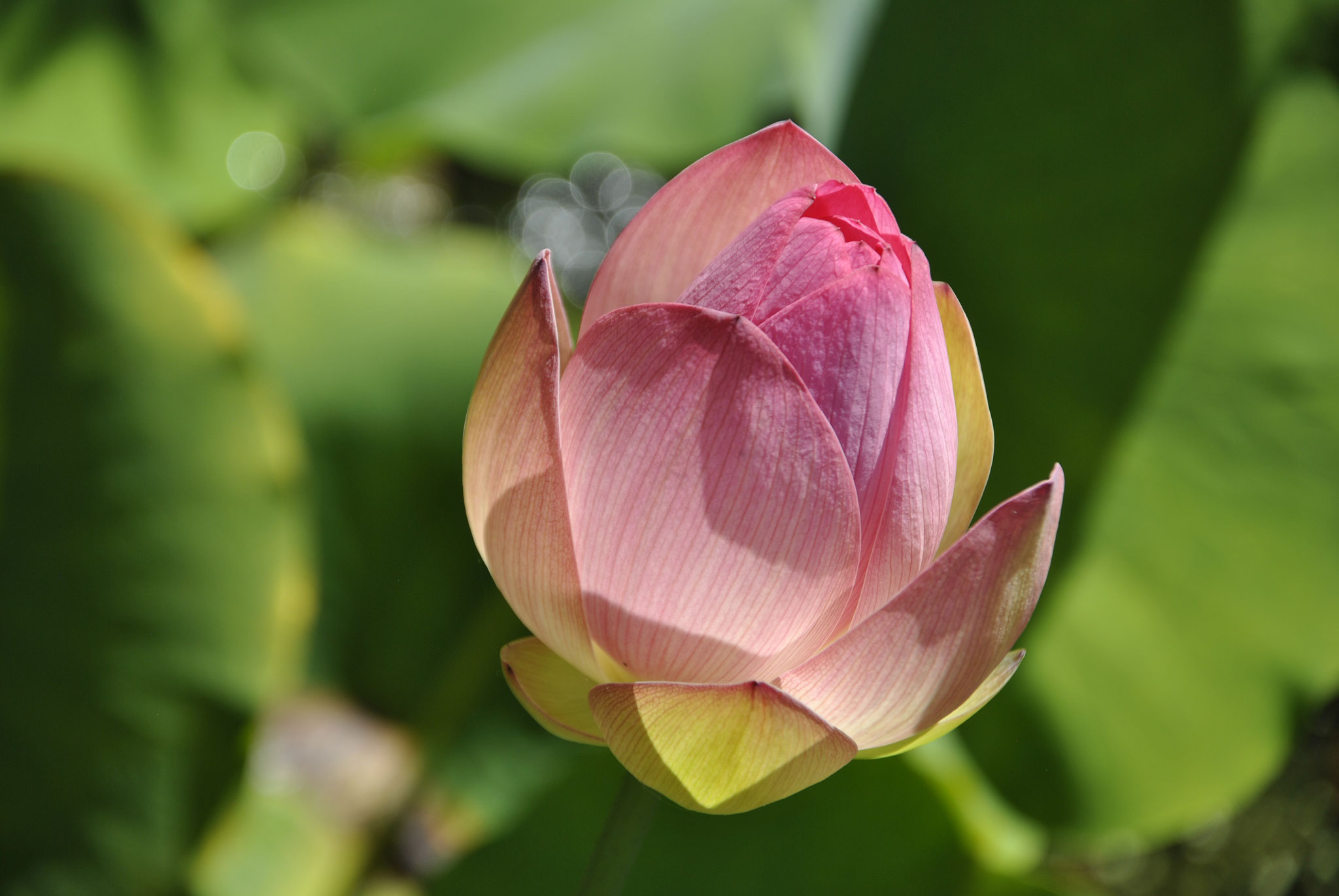 FLORA | Holy Lotus, Botanical Gardens, Stellenbosch, Western Cape, South Africa, Heiliger Lotus, Botanischer Garten Stellenbosch, Westkap, Südafrika