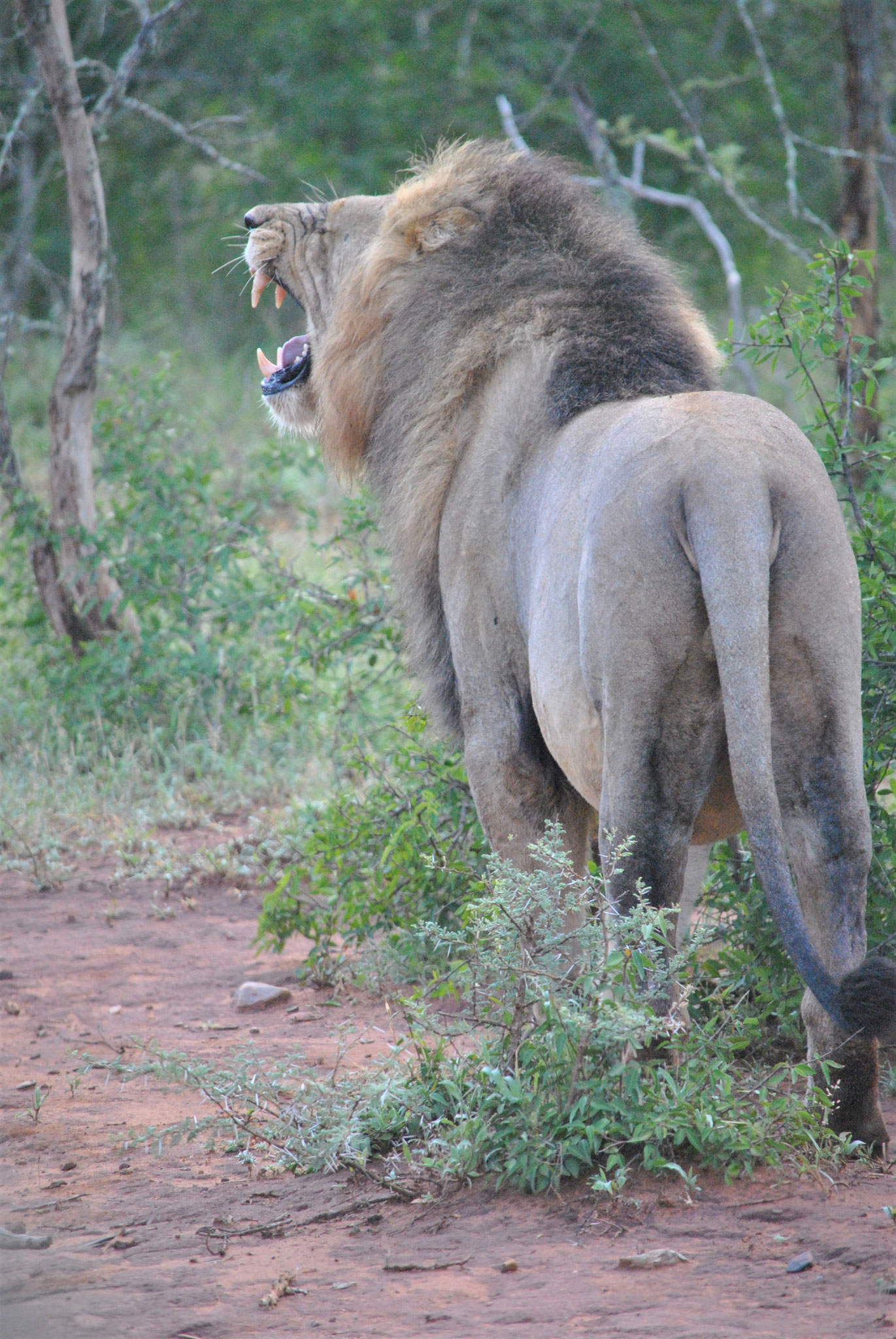 WILDLIFE | Lionking at Kruger National Park, South Africa, Südafrika