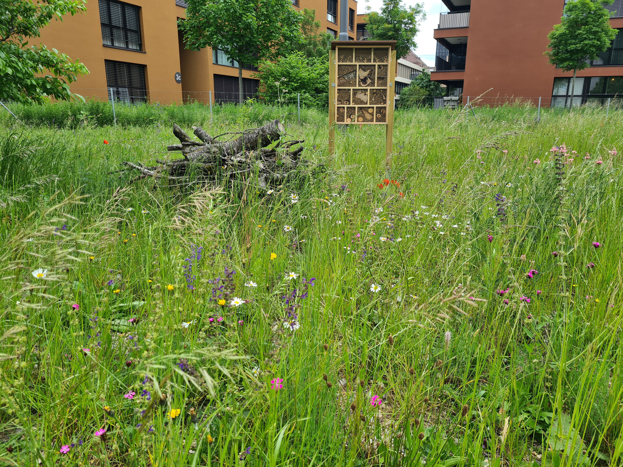 Wildblumenwiese mit Bienenhotel in Pratteln (Basel-Landschaft)