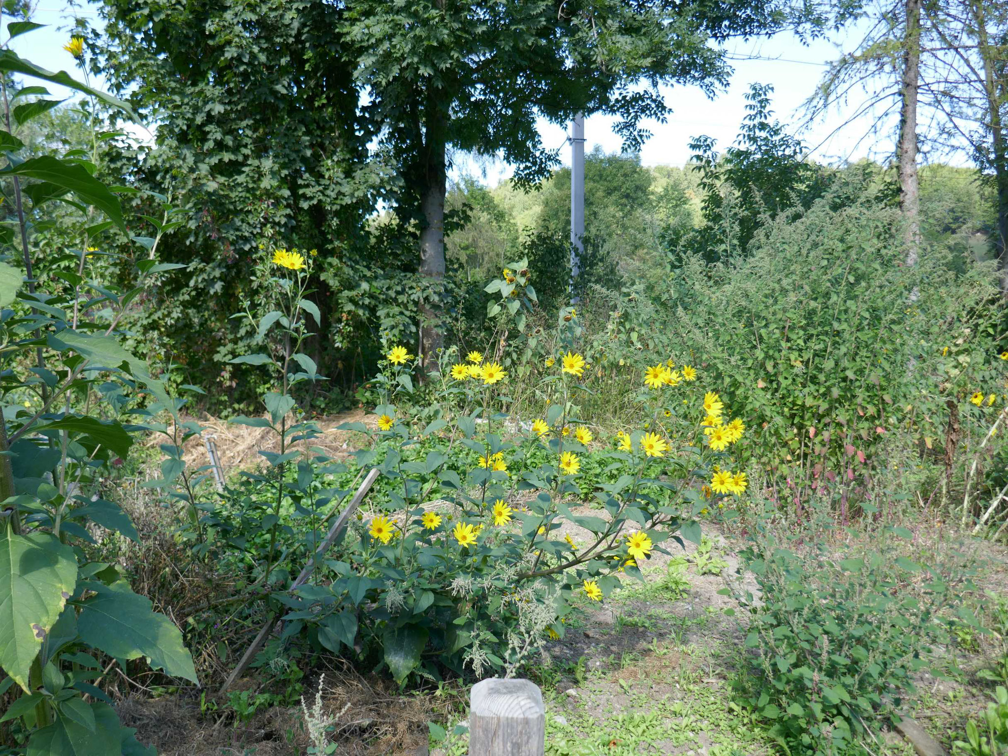 Steinschaler Naturgarten-Führung