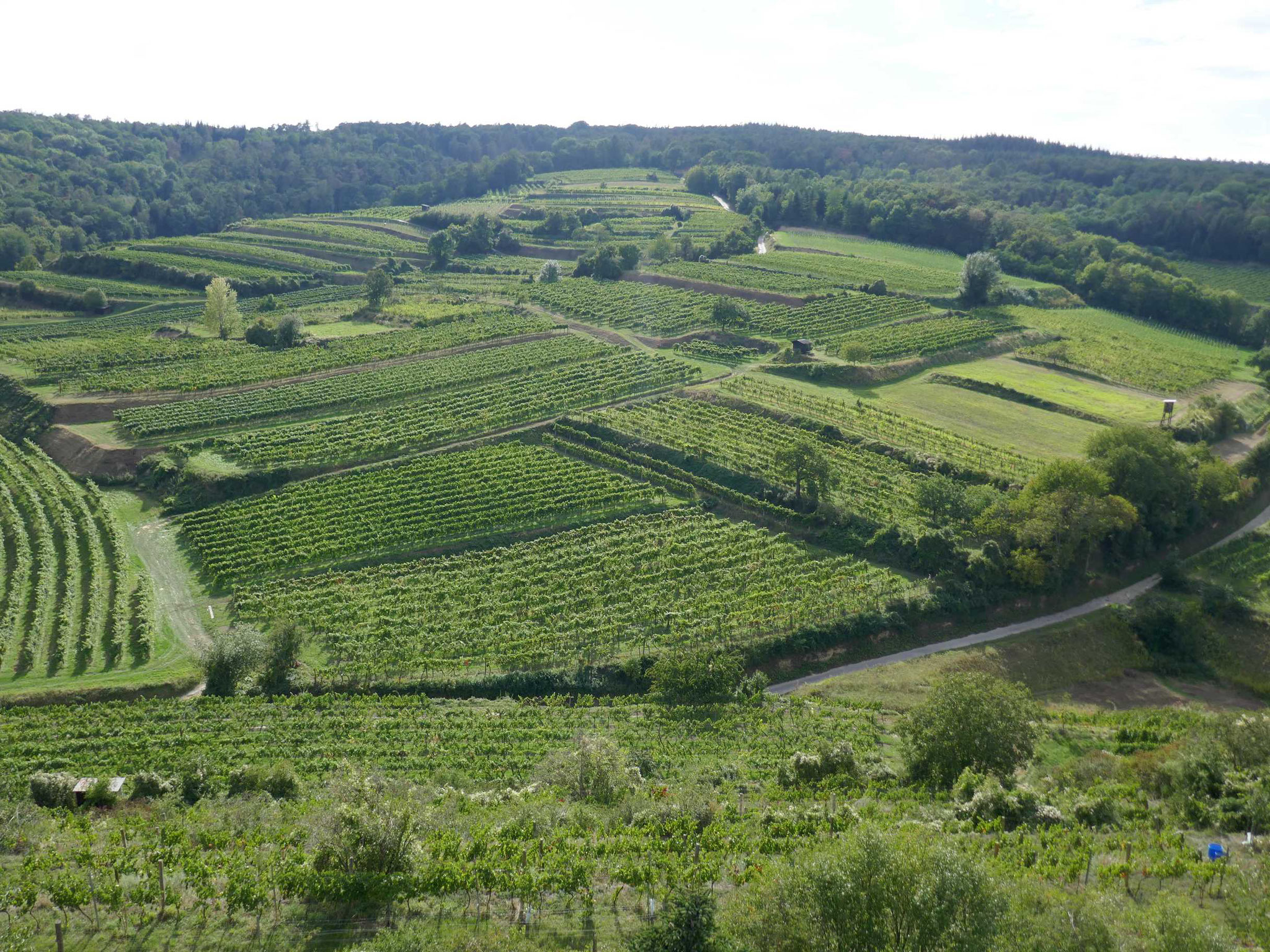 Weingut Linder, Weinbergwanderung