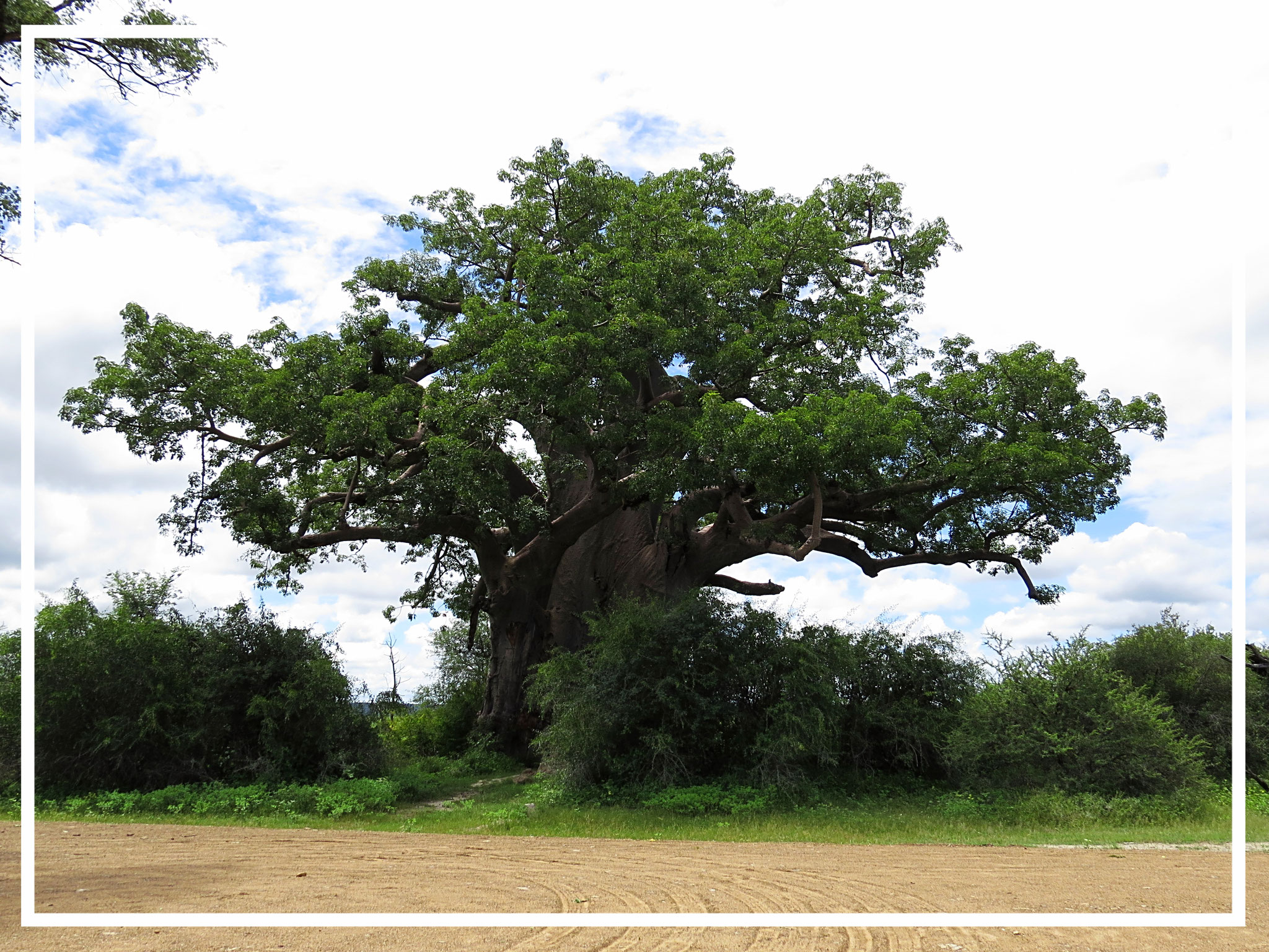 Een hele grote Baobab