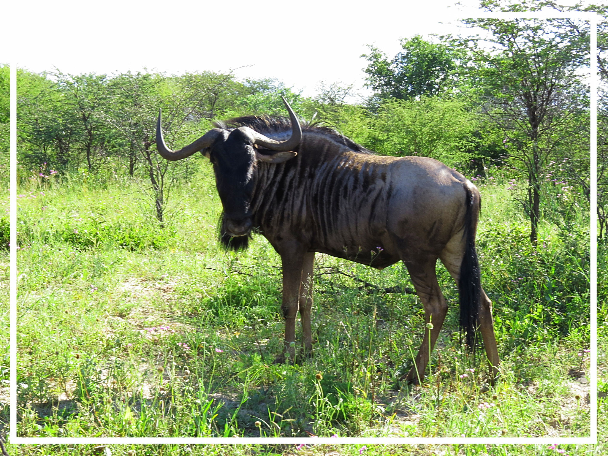 Wildebeast @Khama Rhino Sanctuary
