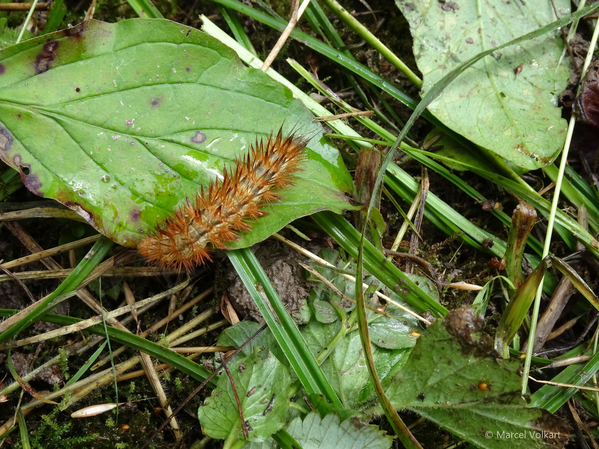 Ebenso haben die Schmetterlinge Freude an der Magerwiese und dem warmen Sommer.