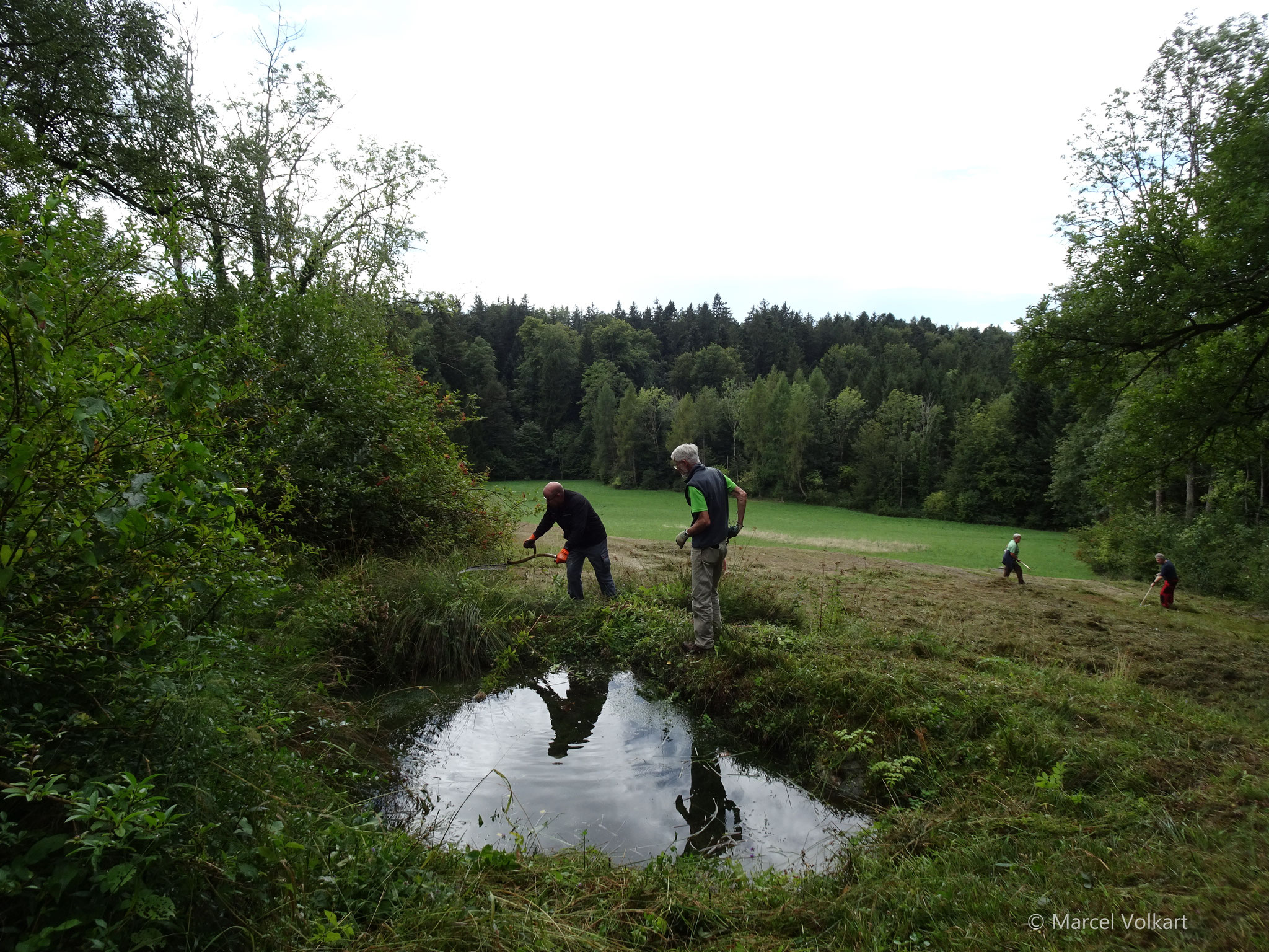 Der neu tiefe ausgebaggerte Teich droht vom Grün zugedeckt zu werden und wird wieder frei geschnitten.