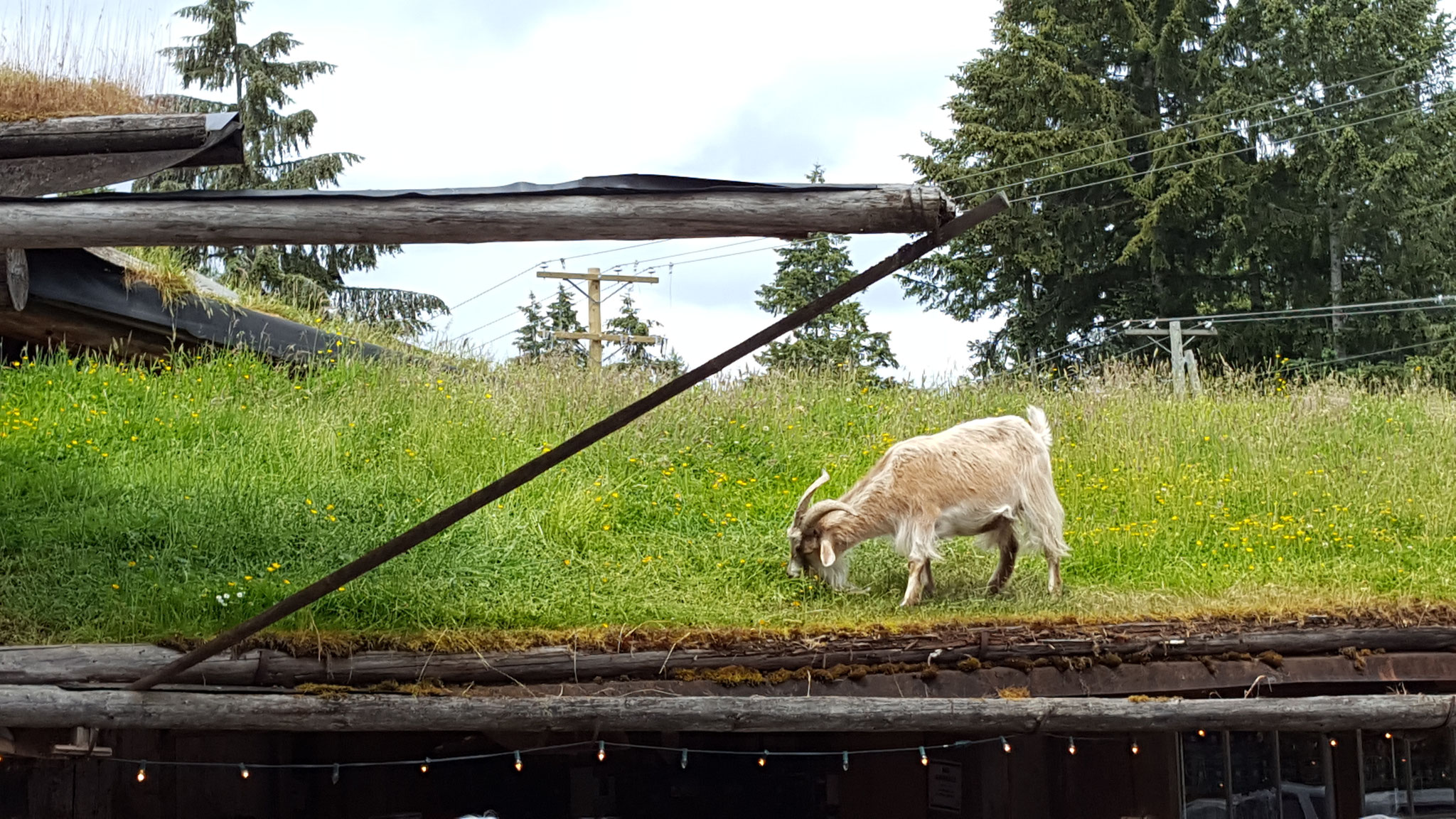 "Goats on the roof" in Coombs