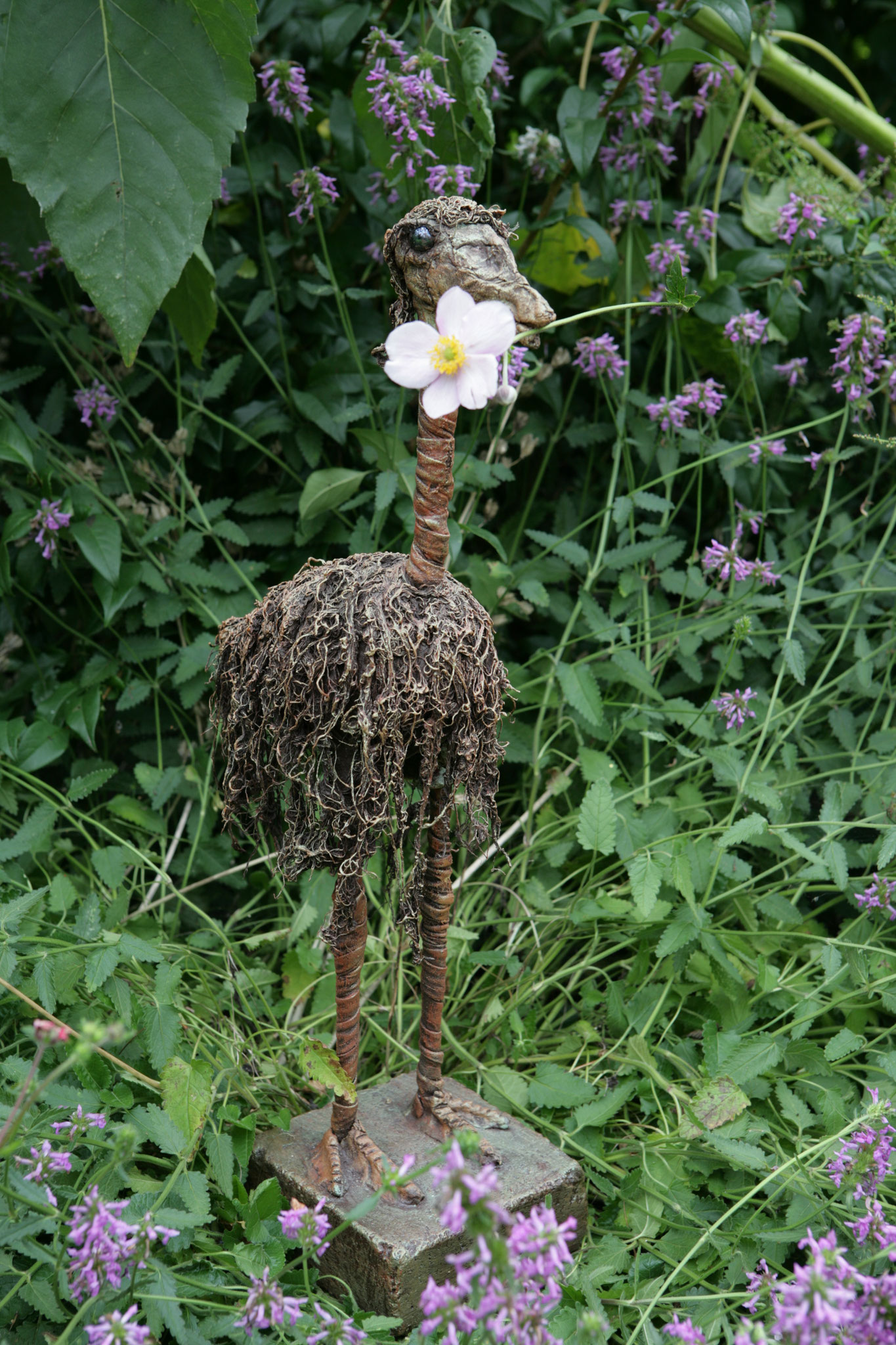 Struisvogel