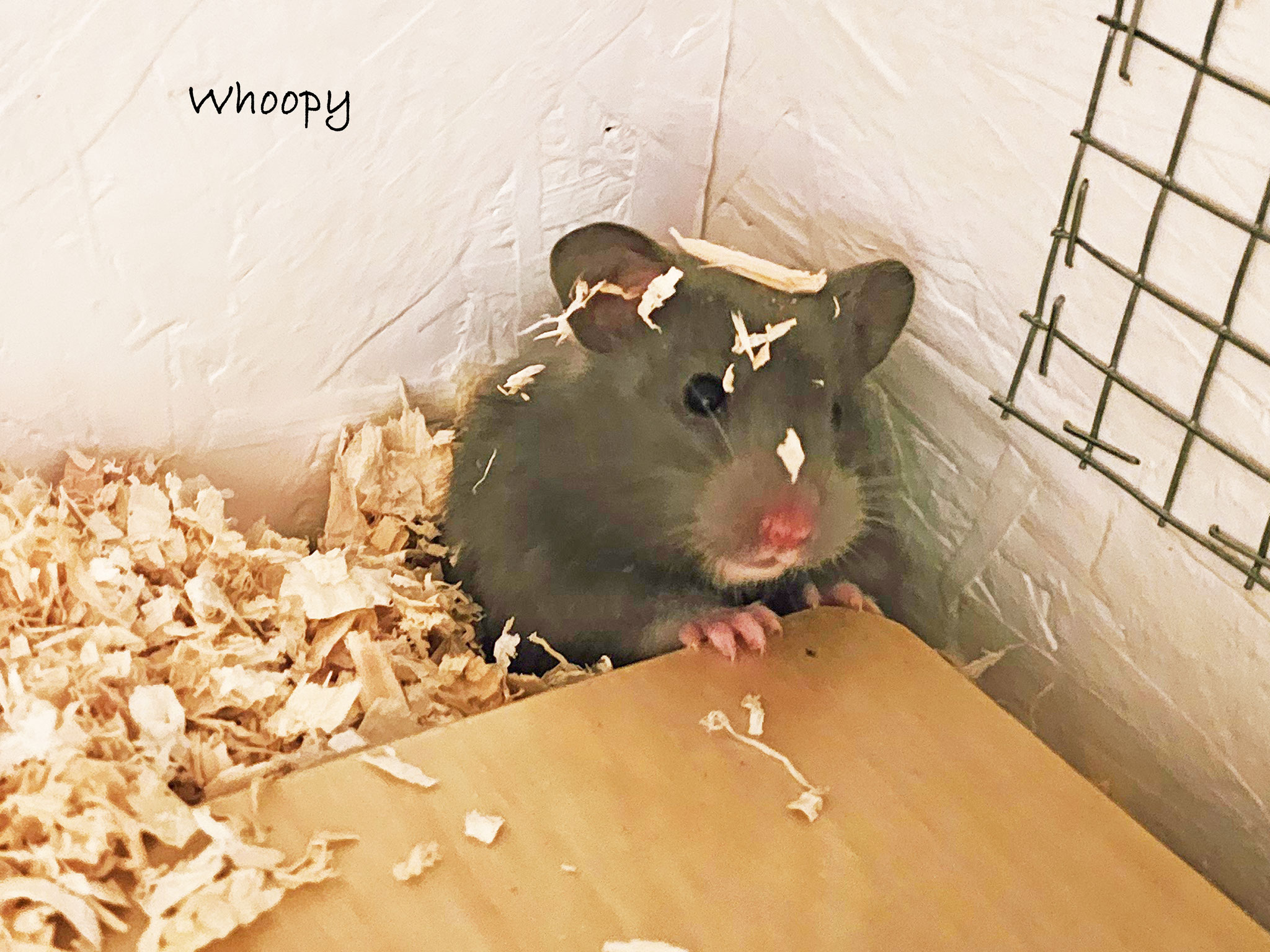 Whoopy von Hamster Sunny / Whoopy