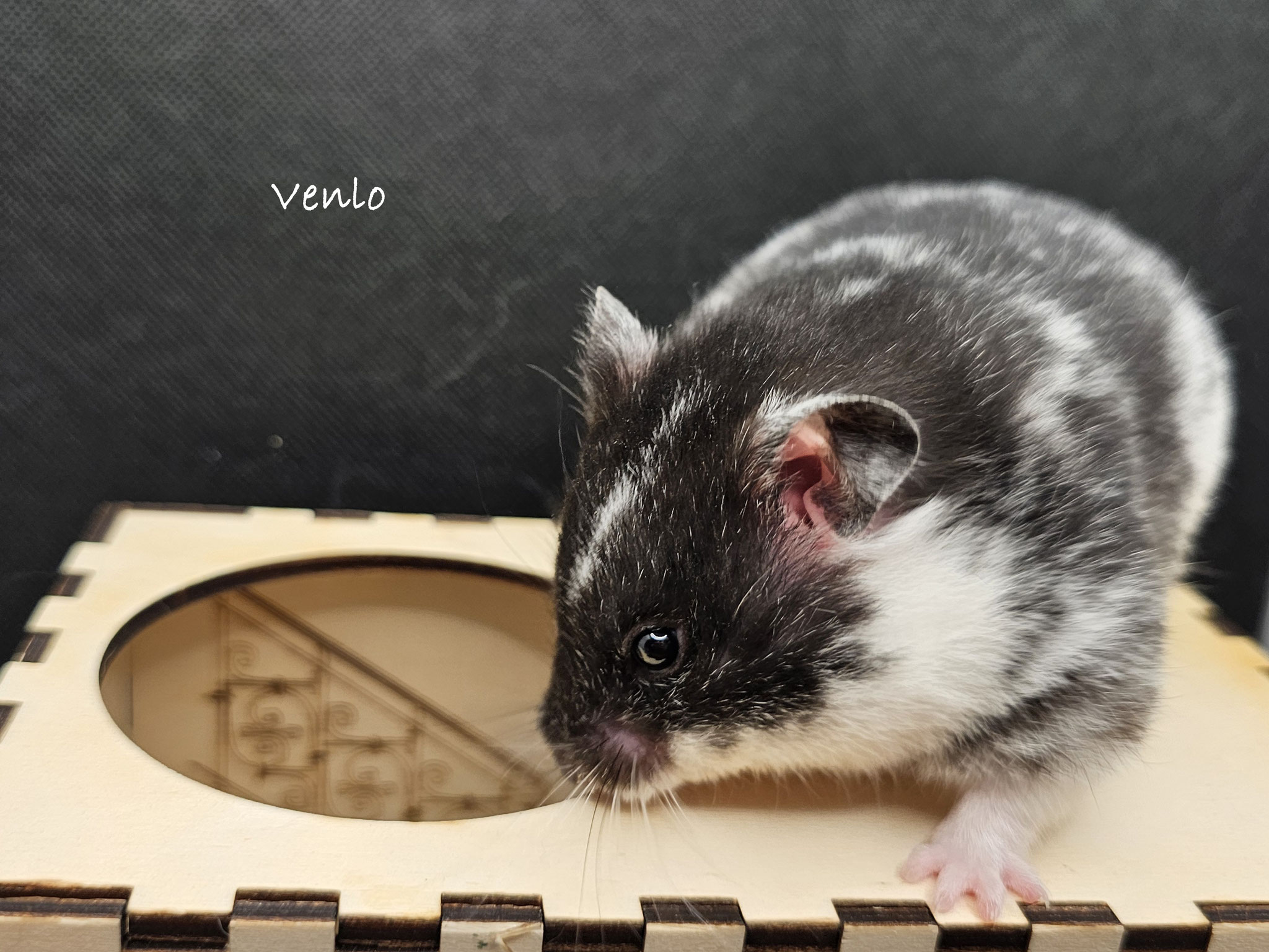 Venlo of Black Beady Eyes / Venlo