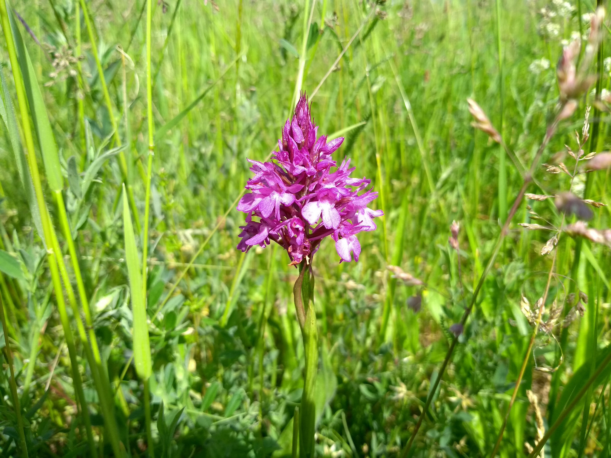 Pyramidenorchis in der Saalbachniederung, Foto: NABU Hambrücken