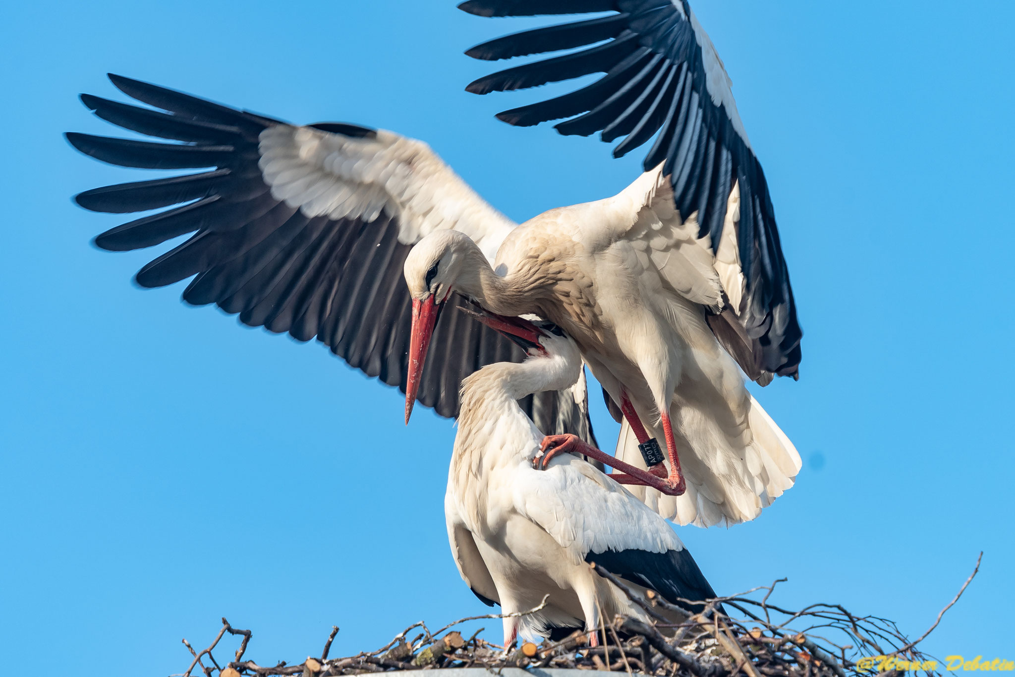 Weißstorch-Paar, Foto: NABU Hambrücken