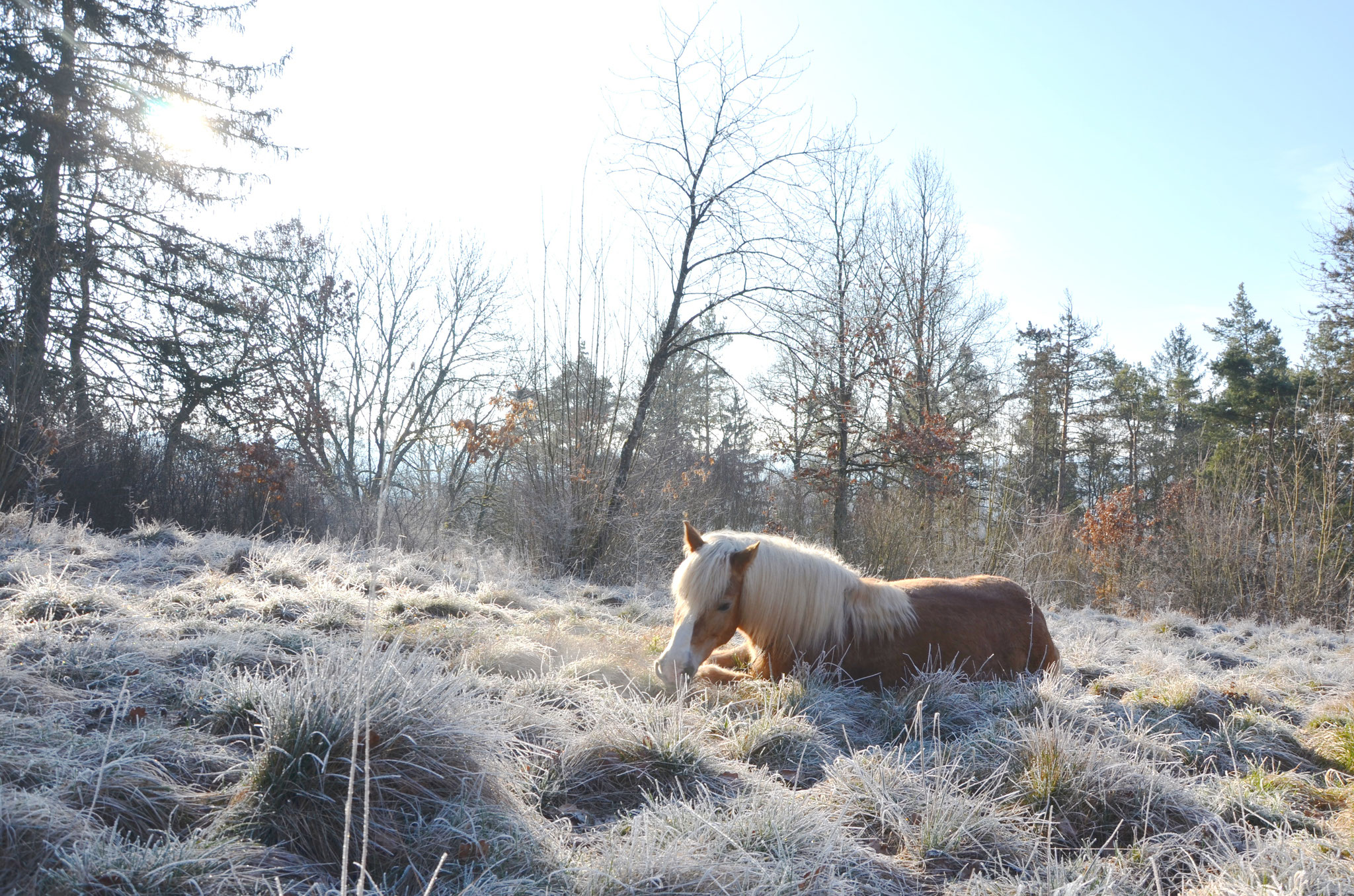 Natural Horsemanship