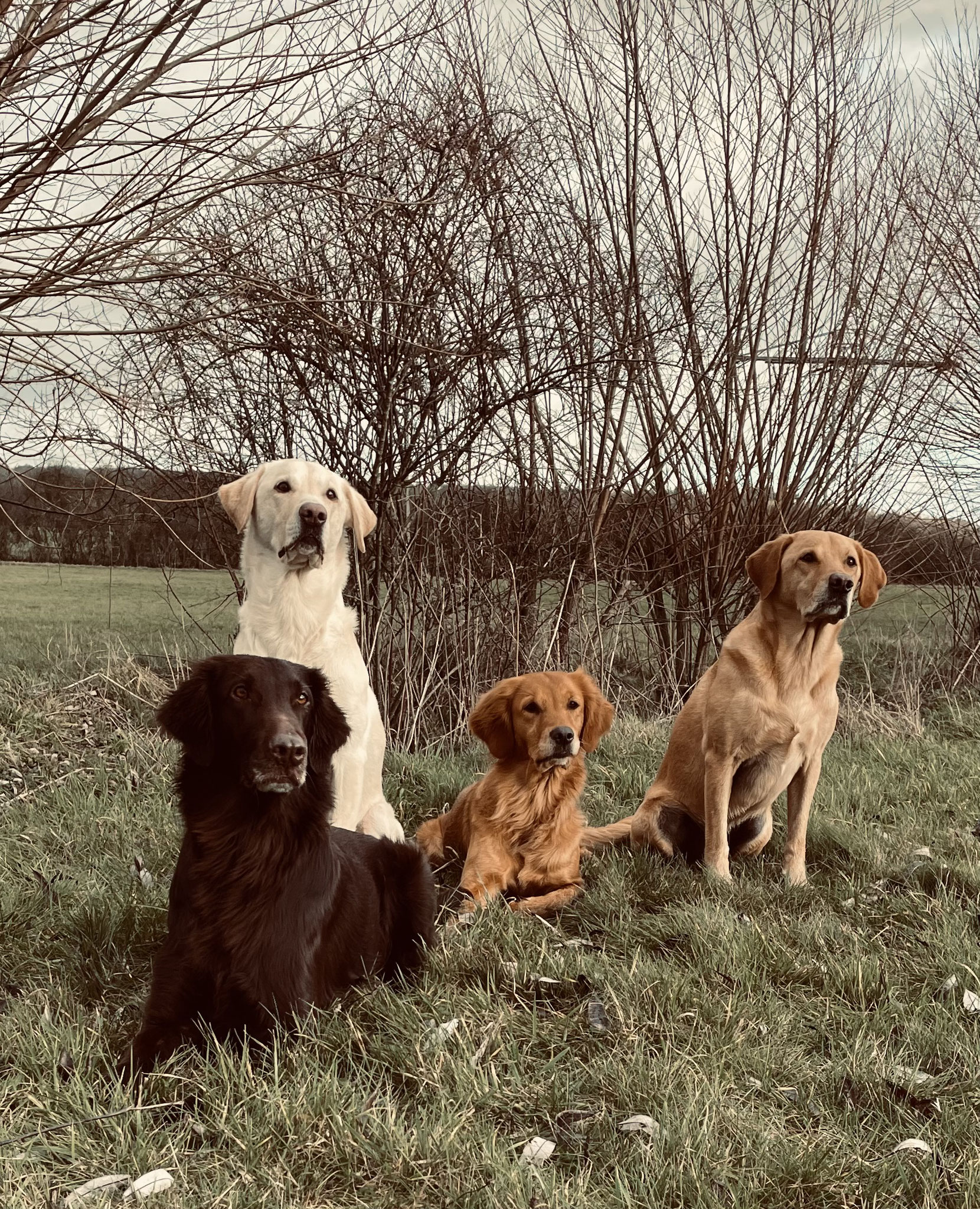 Hundeschule Marburg Claudia Funke