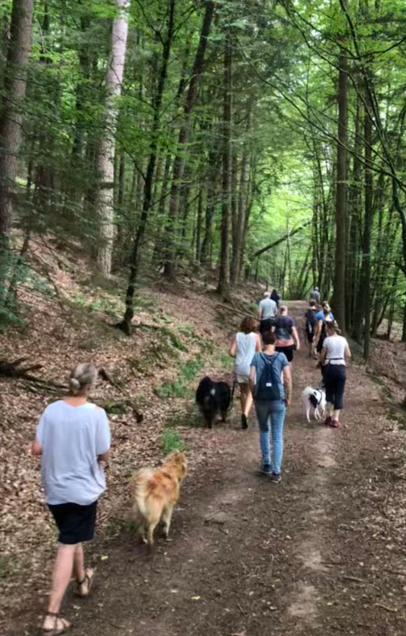 Hundeschule Marburg, team-training-menschhund.de 