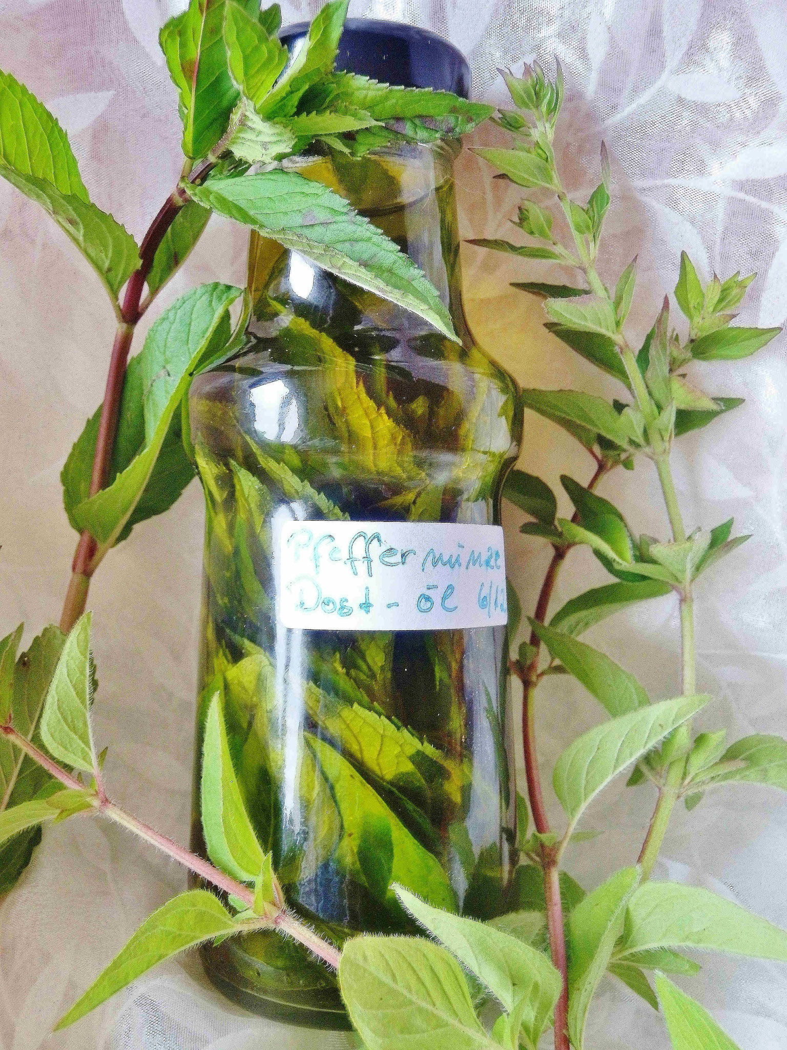 Oregano - Ayons-Welt