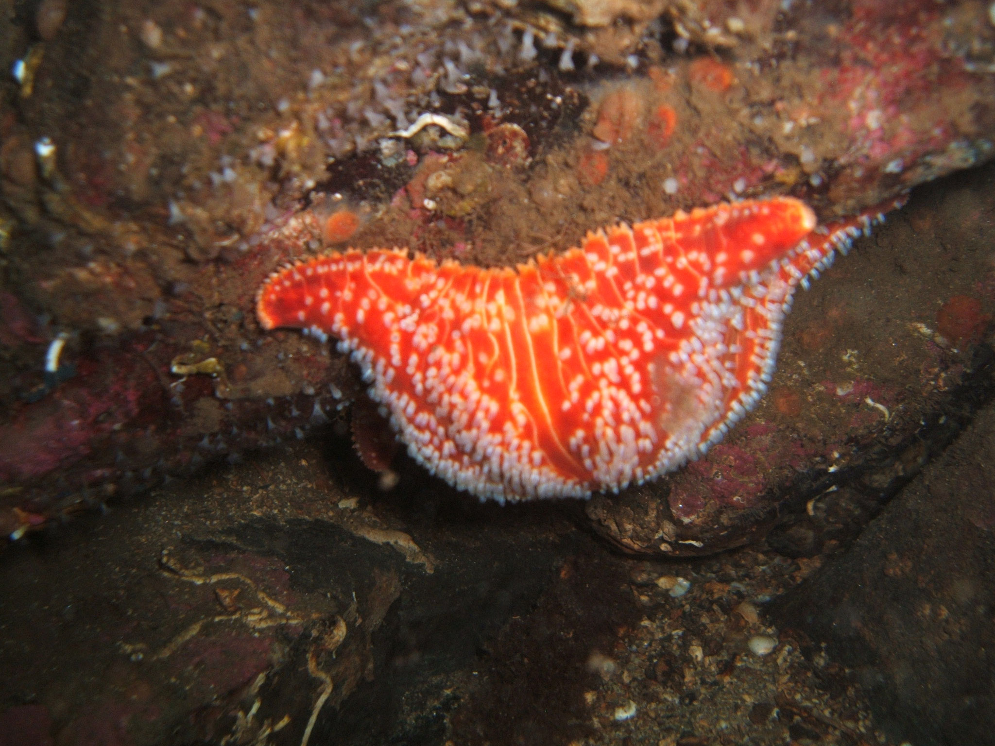 the amazing and diverse range of sea life that we have here, along with some absolutely beautiful places to dive! UK Marine Life