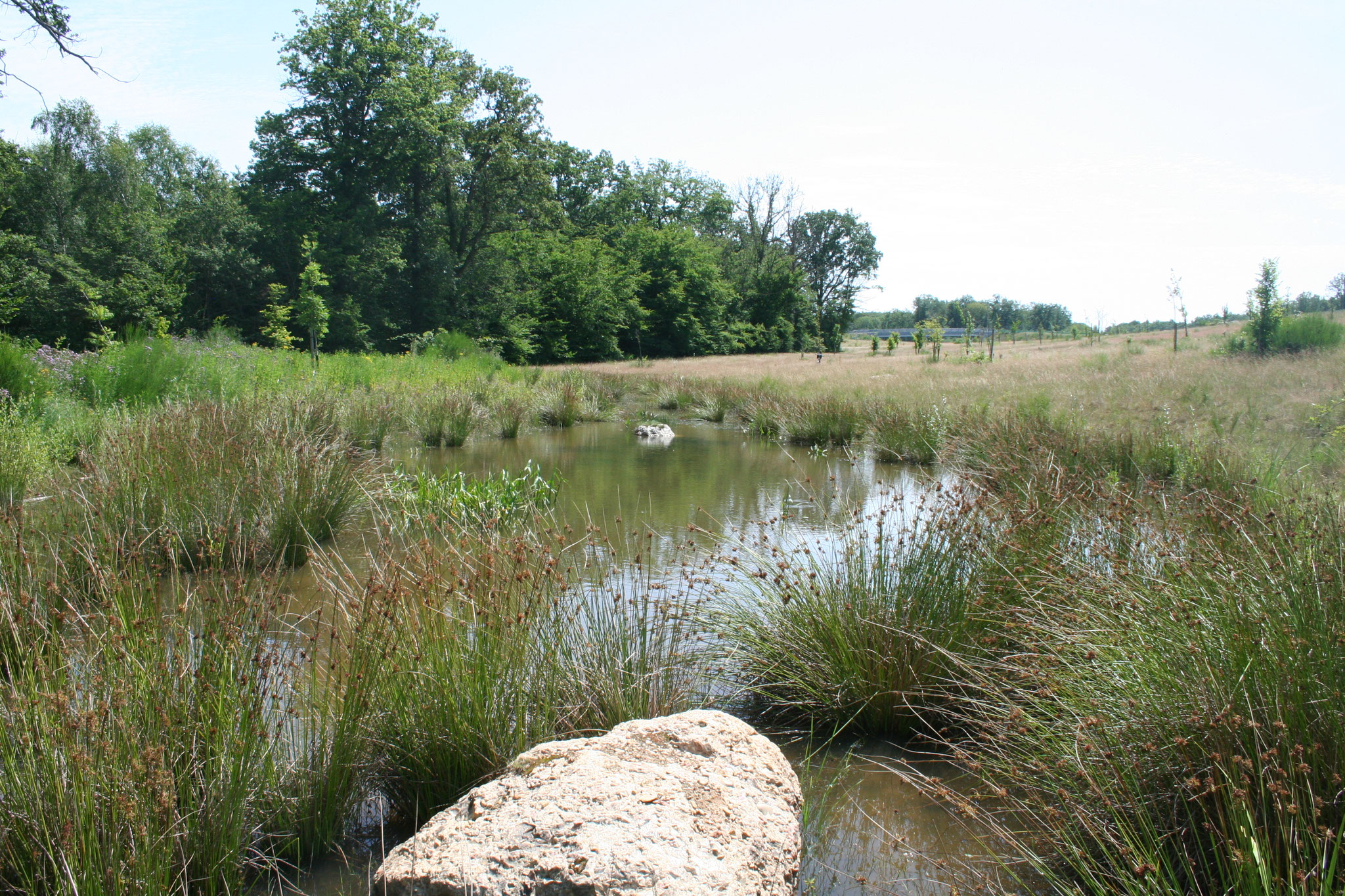 Luciole-paysage_Biodiversite-Creation-Mare