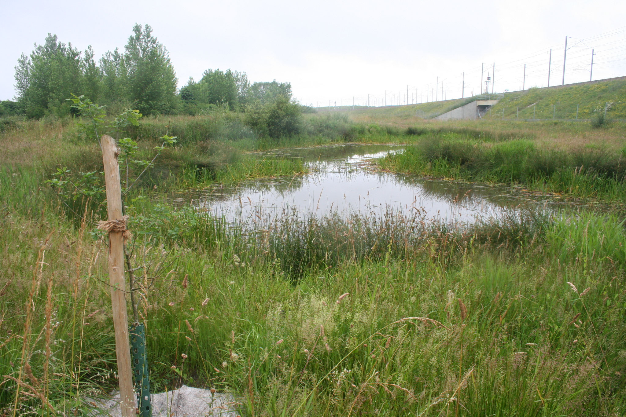 Luciole-paysage_Biodiversite-Creation-Mare-LGV