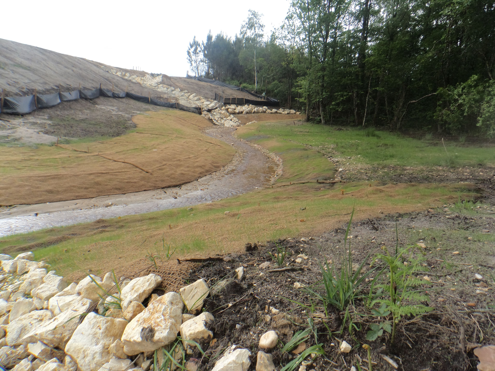 Luciole-paysage_Biodiversite-Genie-ecologique