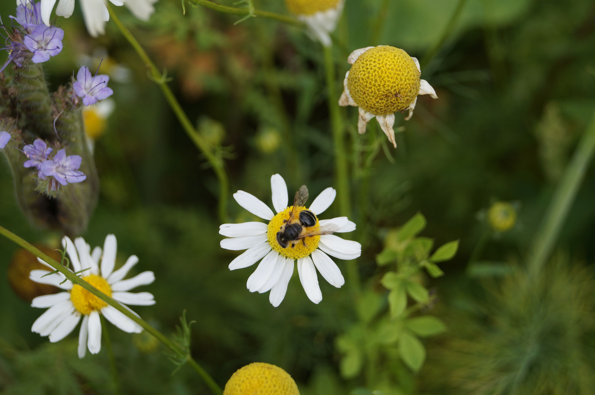 Ein Paradies für Insekten