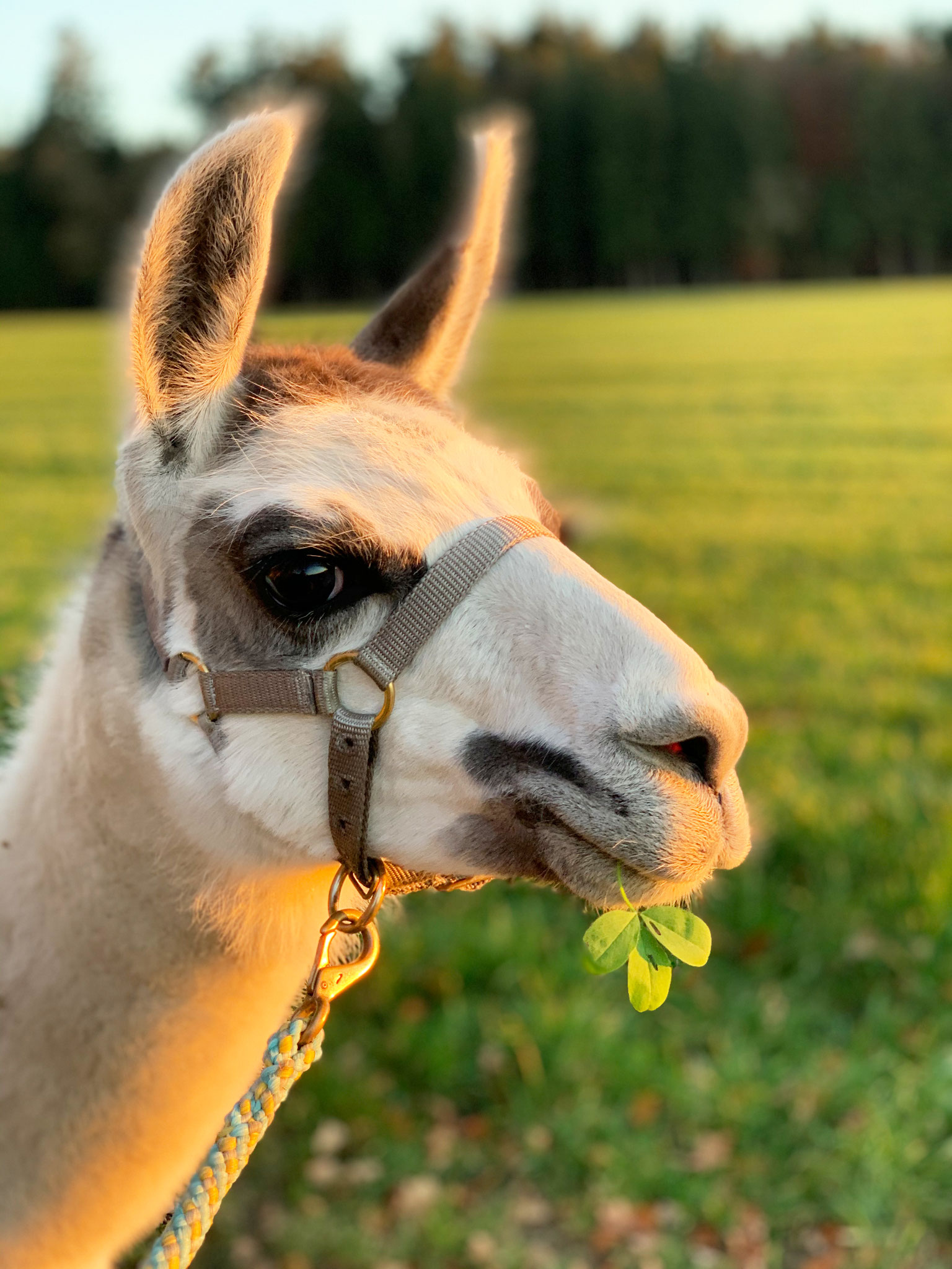 Das besondere Event an den Feiertagen! Glück und los! mit Alpakas & Lamas. Der nächste Termin ist am 06.04.2026. Bist Du auch dabei?