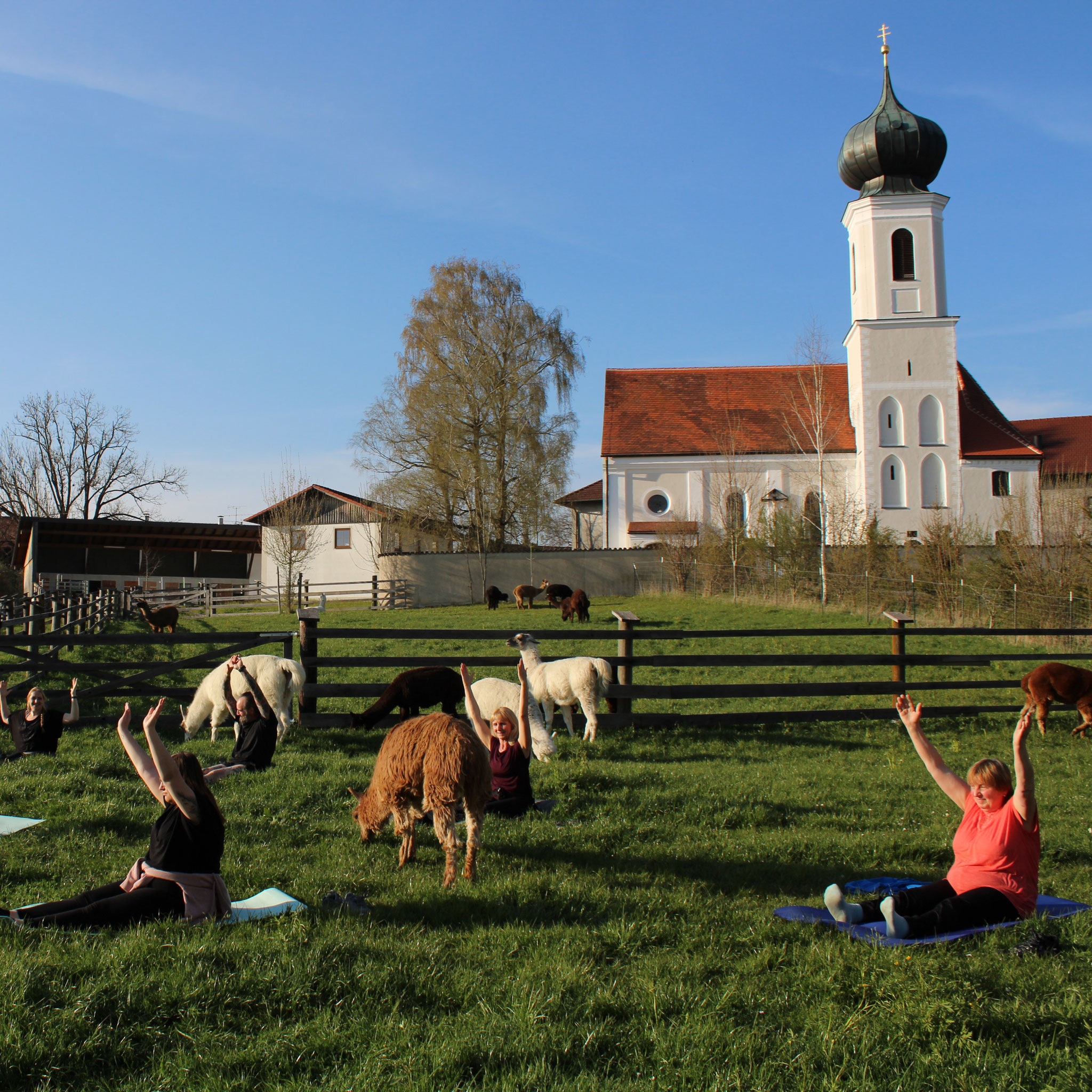 Endlich wieder Yoga auf der Alpakaweide! Ab 02.06.2025 wöchentlich Montags oder Dienstags um 18:30 Uhr.