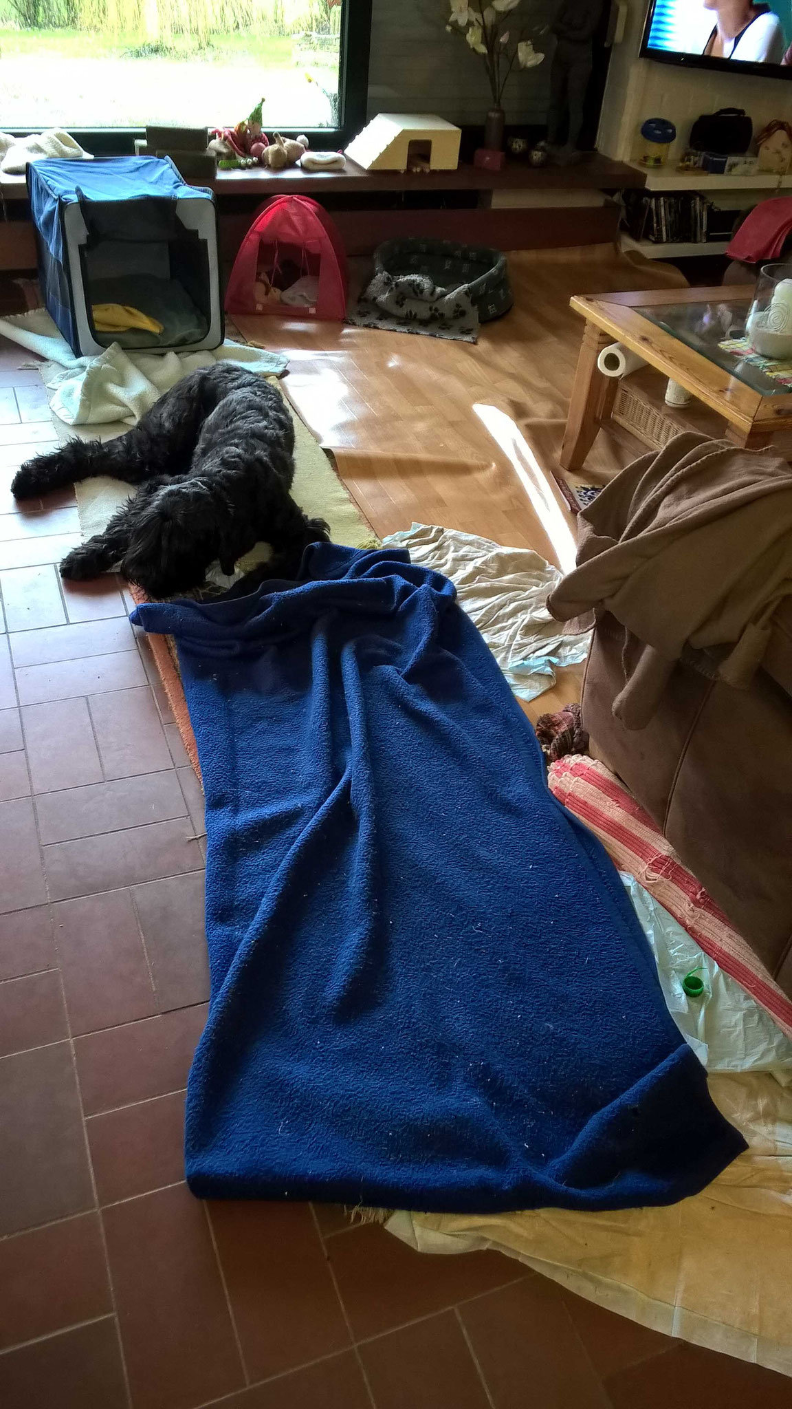 Das Wohnzimmer ist ein Hundezimmer