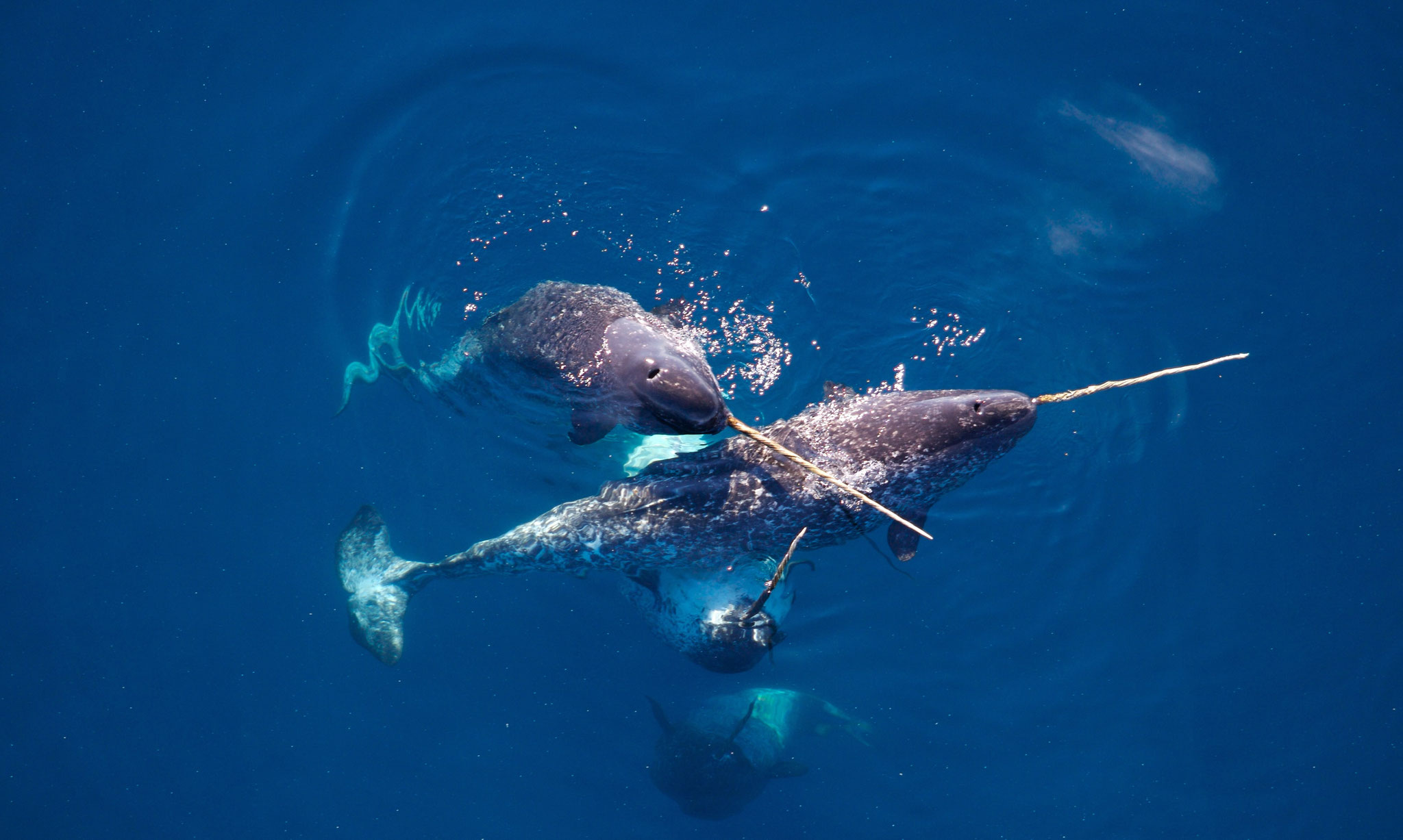 Narvals dans l'océan Arctique.