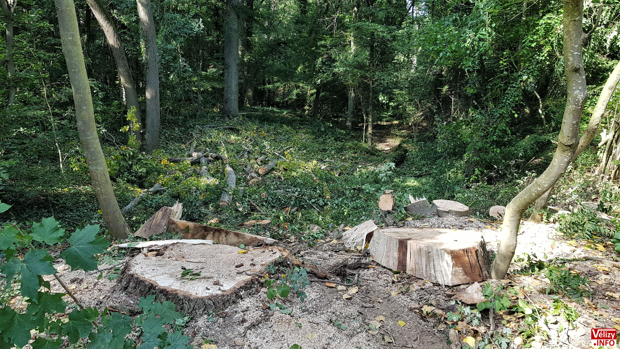 Abattage d’arbres à Vélizy-Villacoublay.