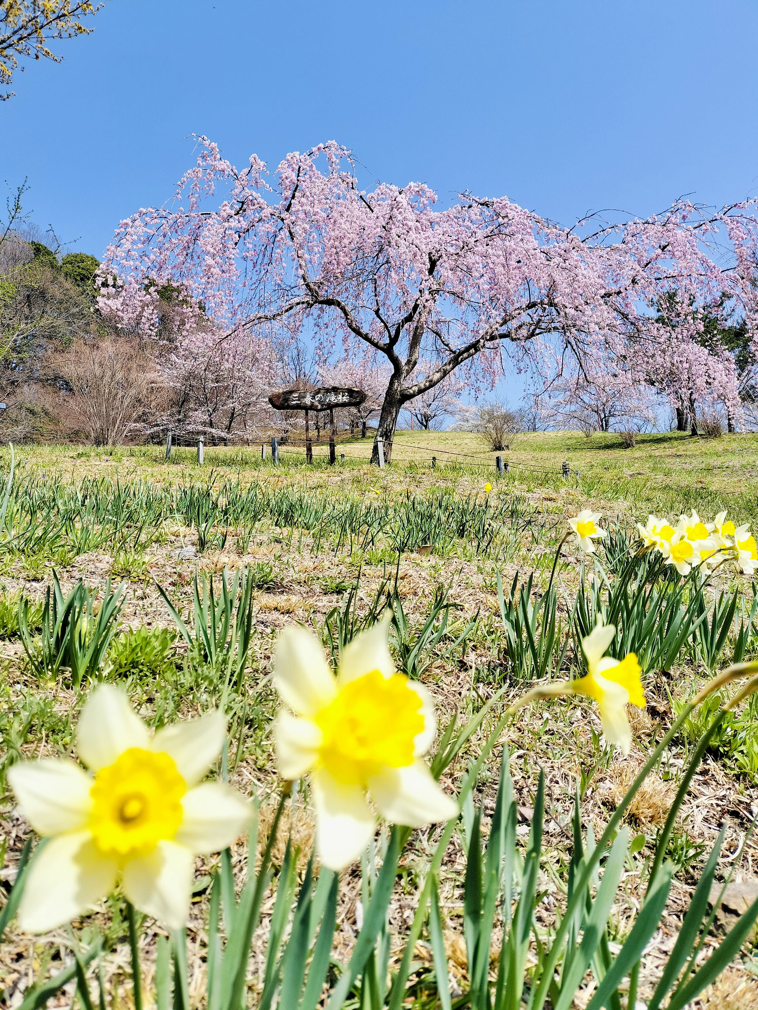 3月おかのうえ公園の桜