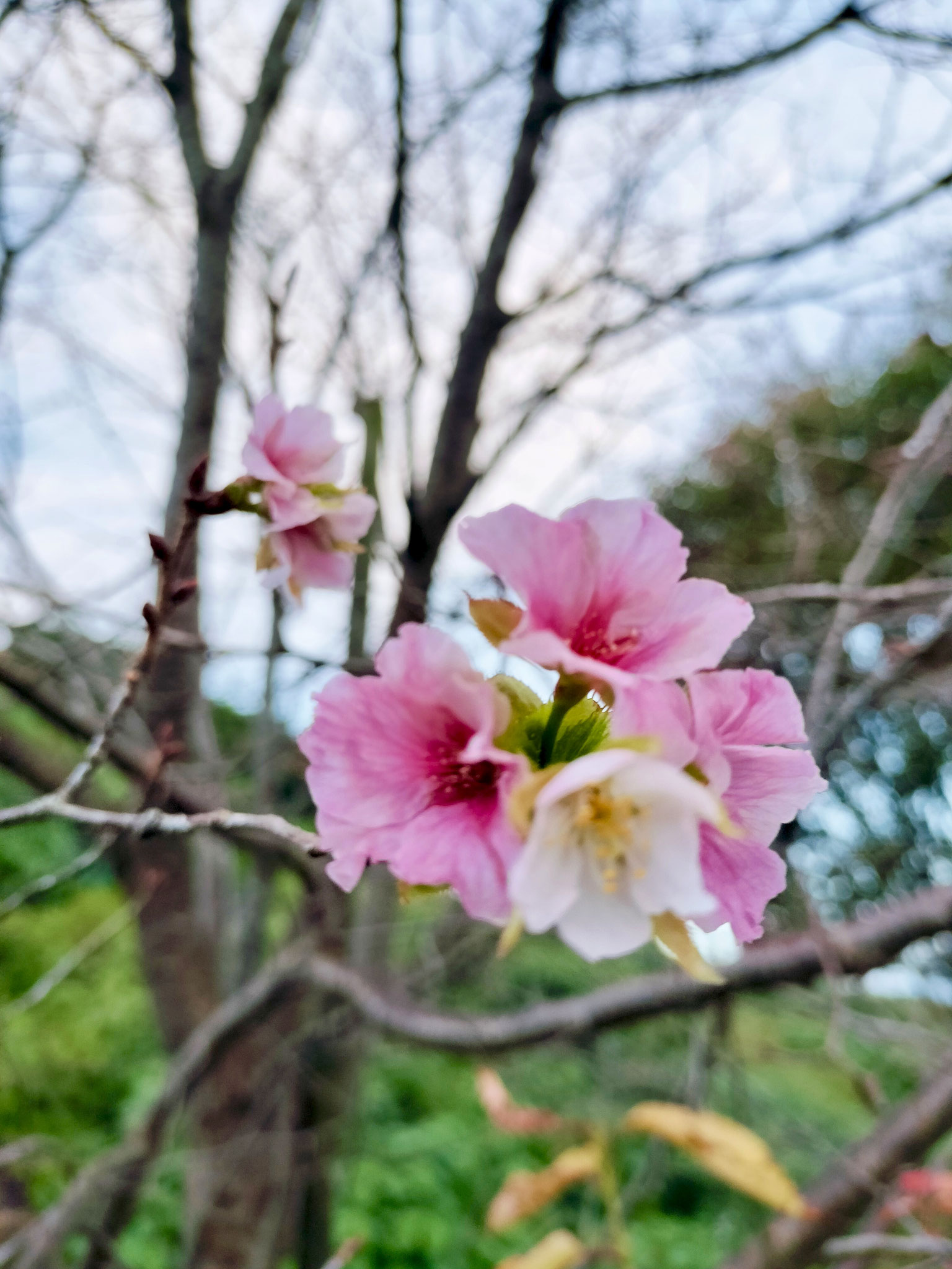 横手台グラウンド　季節外れの桜　10月下旬