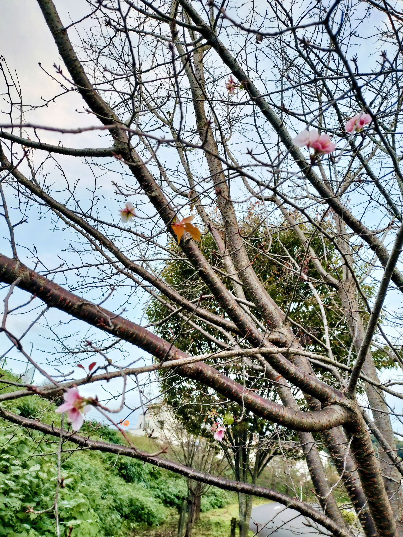横手台グラウンド　季節外れの桜　10月下旬