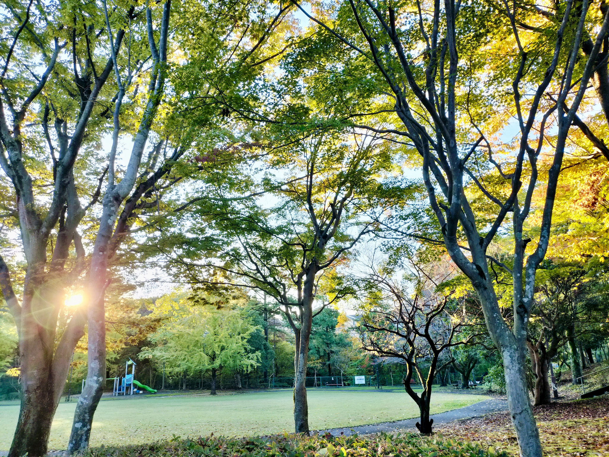 秋の中央公園